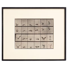 Eadweard Muybridge Gerahmte Schwarz-Weiß-Fotografie - Vogel in Bewegung Studie