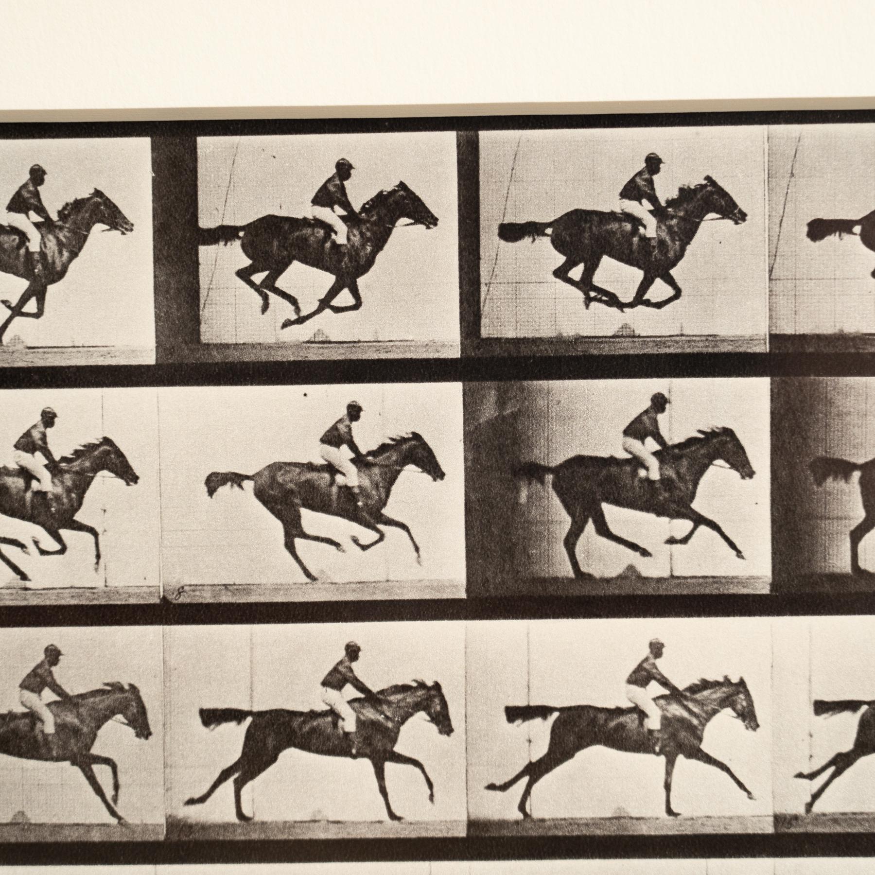 Fine XX secolo Fotografia in bianco e nero di Eadweard Muybridge con cornice - Studio di un cavallo in movimento in vendita
