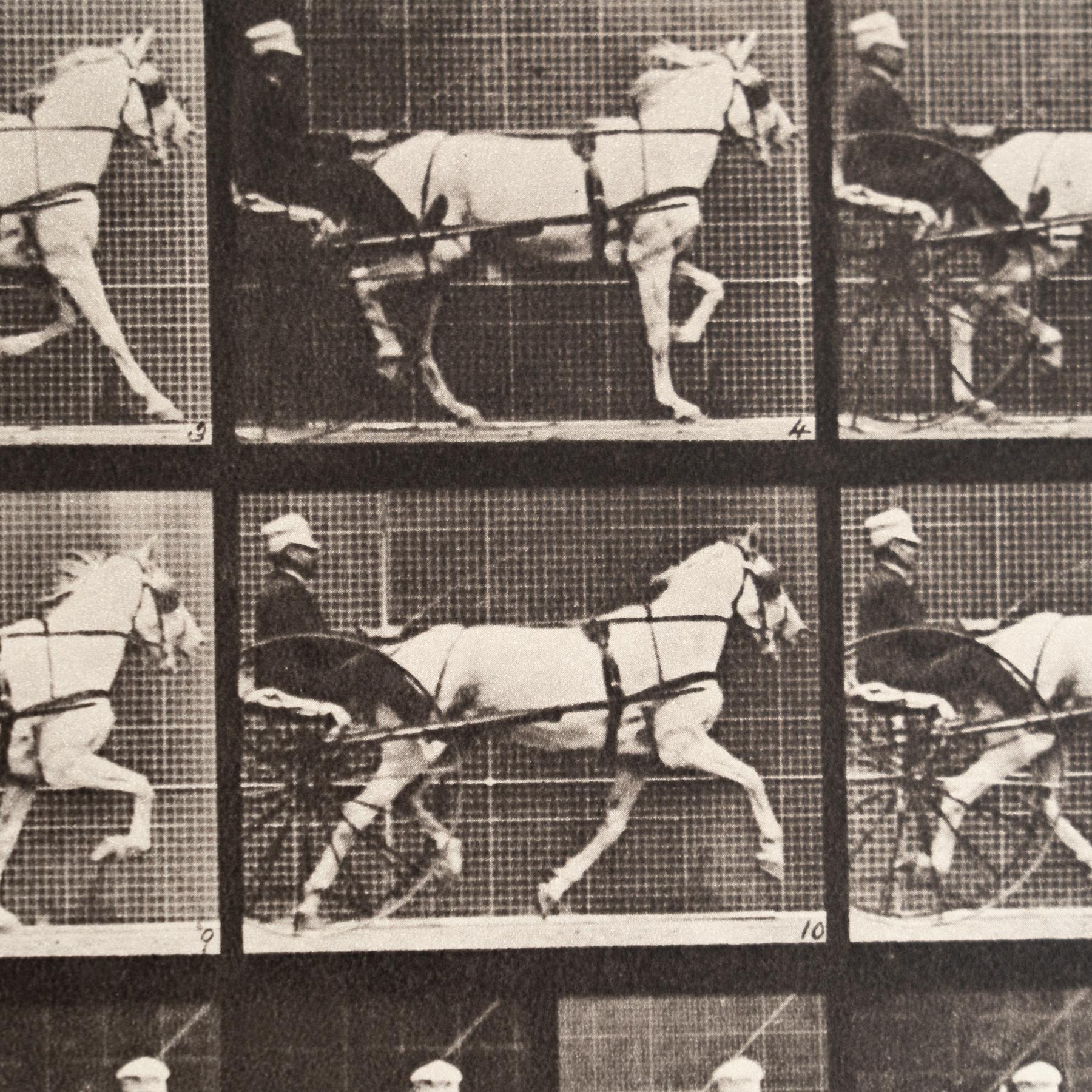 Fine XX secolo Fotografia in bianco e nero di Eadweard Muybridge con cornice - Studio di un cavallo in movimento in vendita