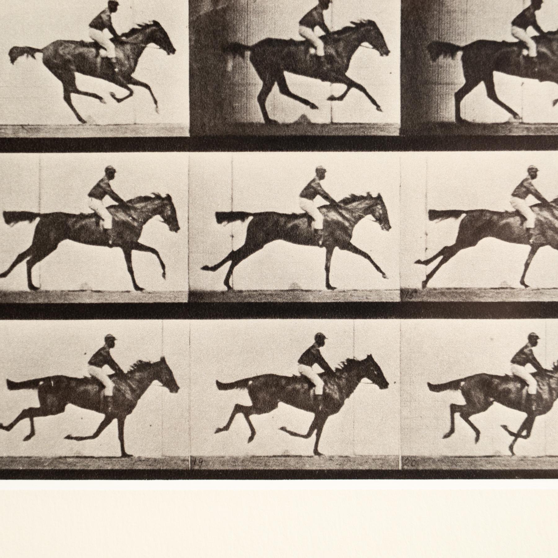 Carta Fotografia in bianco e nero di Eadweard Muybridge con cornice - Studio di un cavallo in movimento in vendita