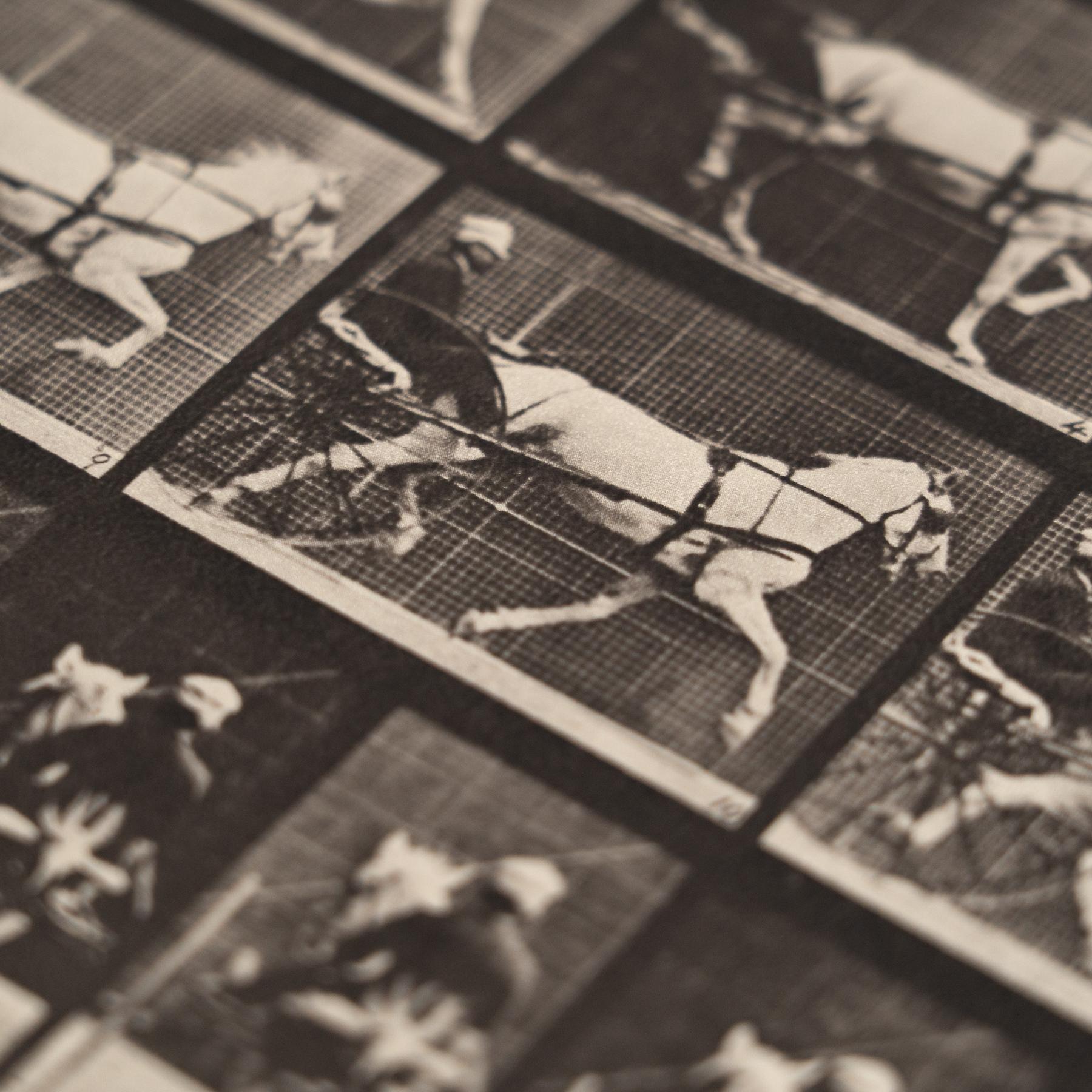 Fotografia in bianco e nero di Eadweard Muybridge con cornice - Studio di un cavallo in movimento in vendita 1