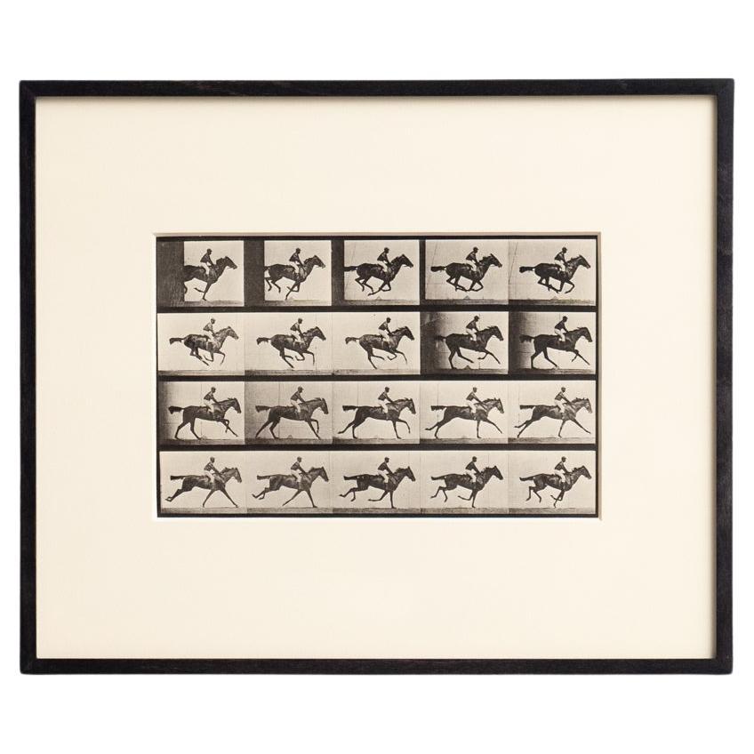 Fotografia in bianco e nero di Eadweard Muybridge con cornice - Studio di un cavallo in movimento