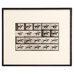 Eadweard Muybridge Gerahmte Schwarz-Weiß-Fotografie - Pferd in Bewegung Studie