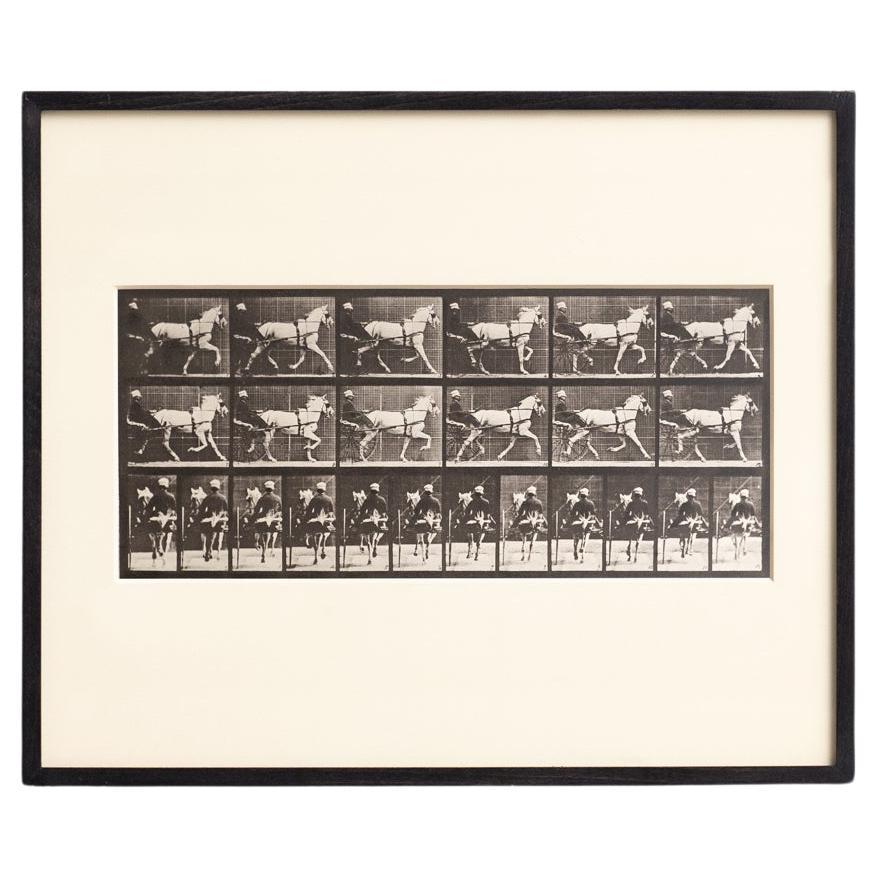Eadweard Muybridge Gerahmte Schwarz-Weiß-Fotografie - Pferd in Bewegung Studie