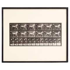 Eadweard Muybridge Gerahmte Schwarz-Weiß-Fotografie - Pferd in Bewegung Studie