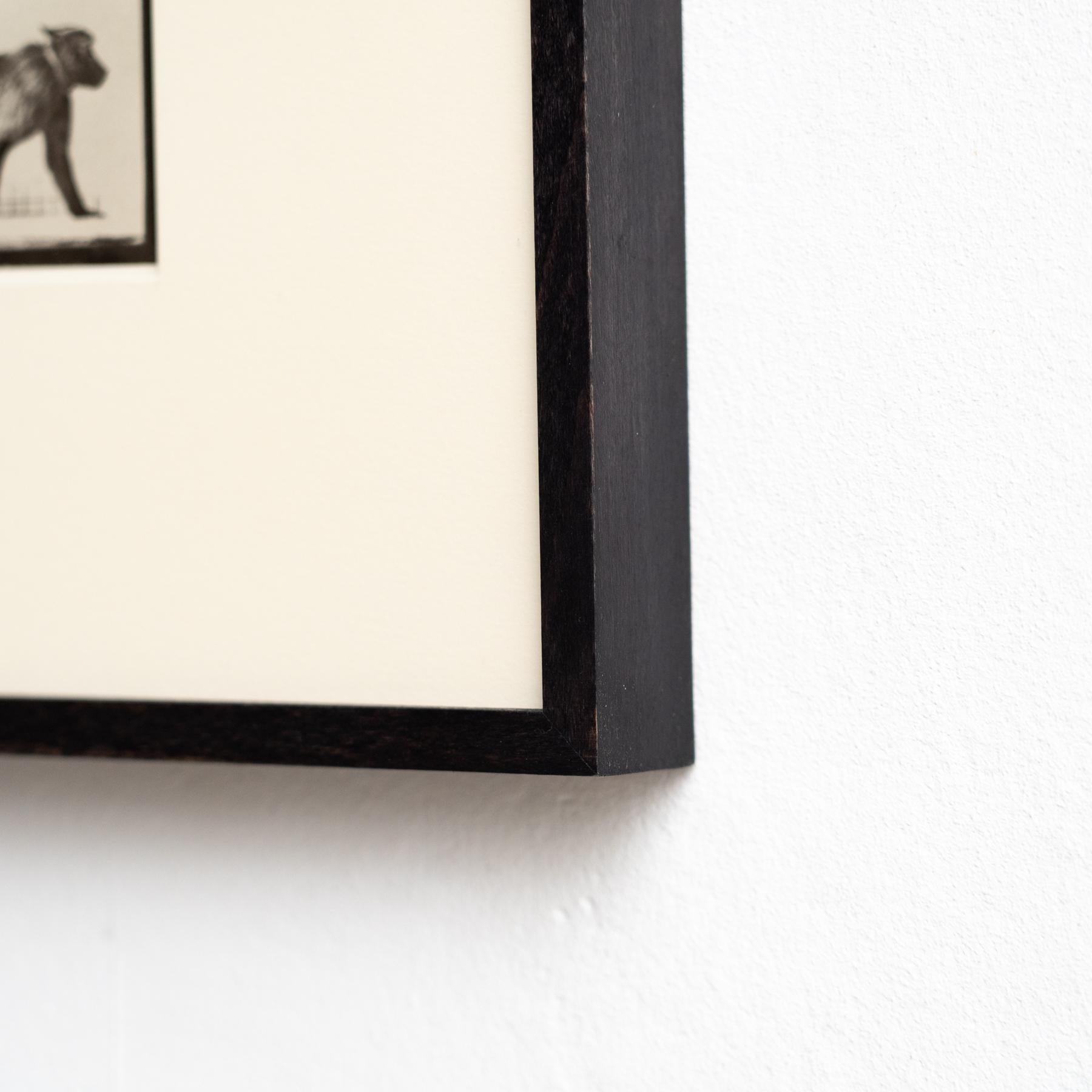 Fotografia in bianco e nero con cornice di Eadweard Muybridge - Studio di scimmia in movimento in vendita 3