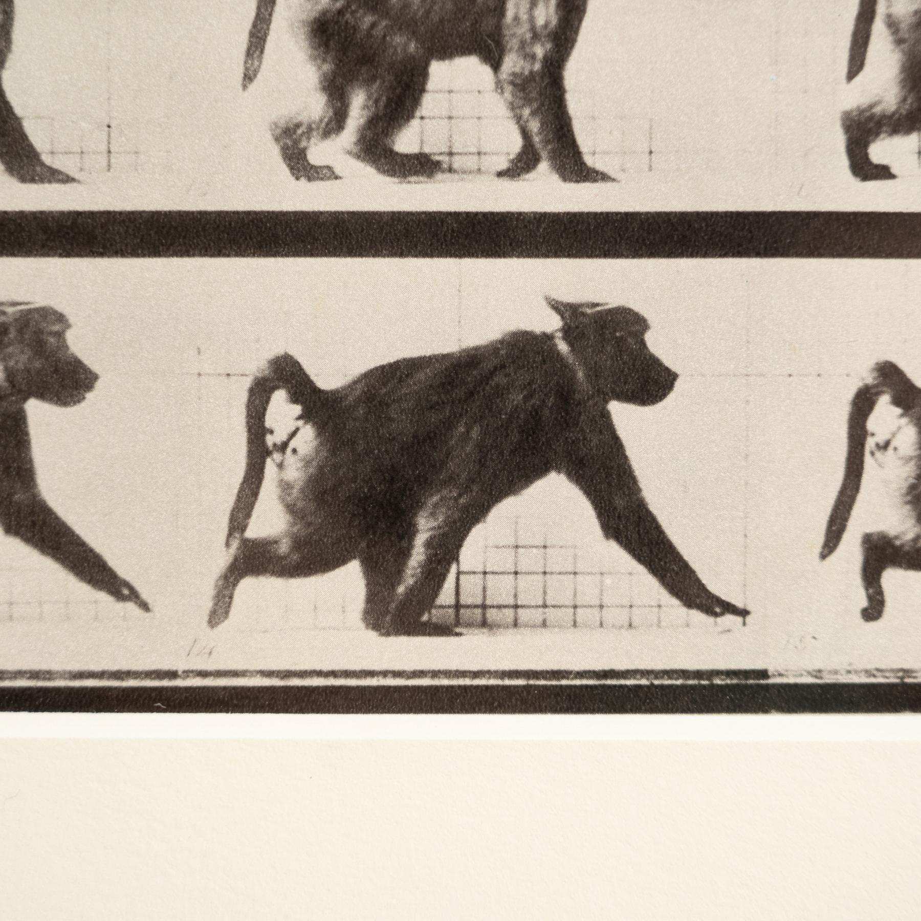 Fotografia in bianco e nero con cornice di Eadweard Muybridge - Studio di scimmia in movimento in vendita 6