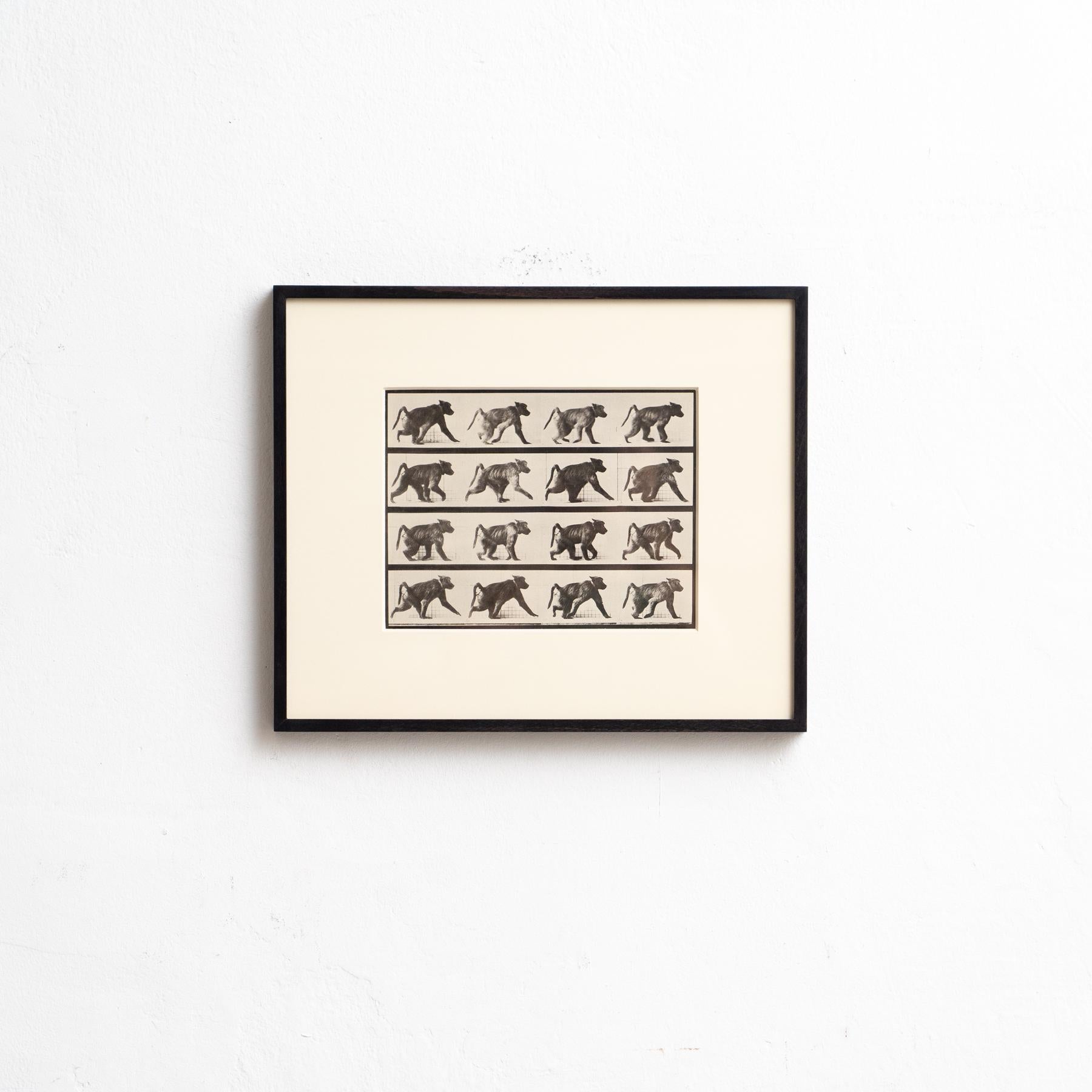 Esplora il lavoro pionieristico di Eadweard Muybridge con questa fotografia in bianco e nero incorniciata, che immortala il suo iconico studio di una scimmia in movimento. Questa fotografia, stampata in eliografia, fa parte di un'edizione limitata