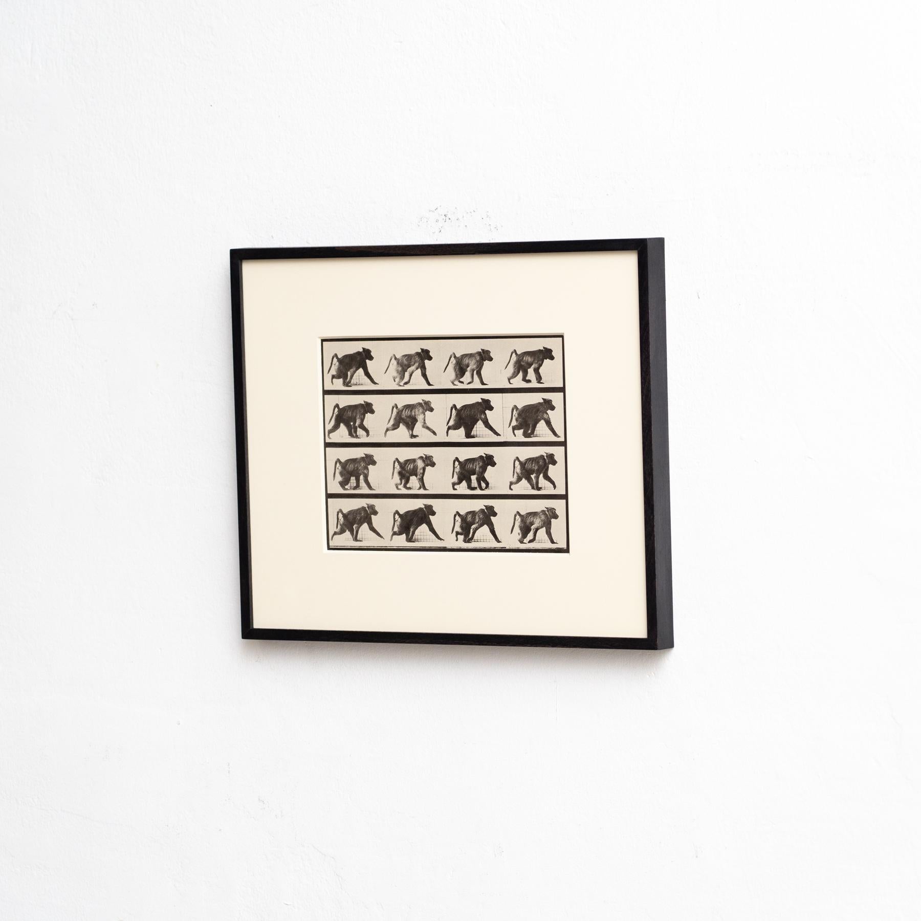 Mid-Century moderno Fotografia in bianco e nero con cornice di Eadweard Muybridge - Studio di scimmia in movimento in vendita
