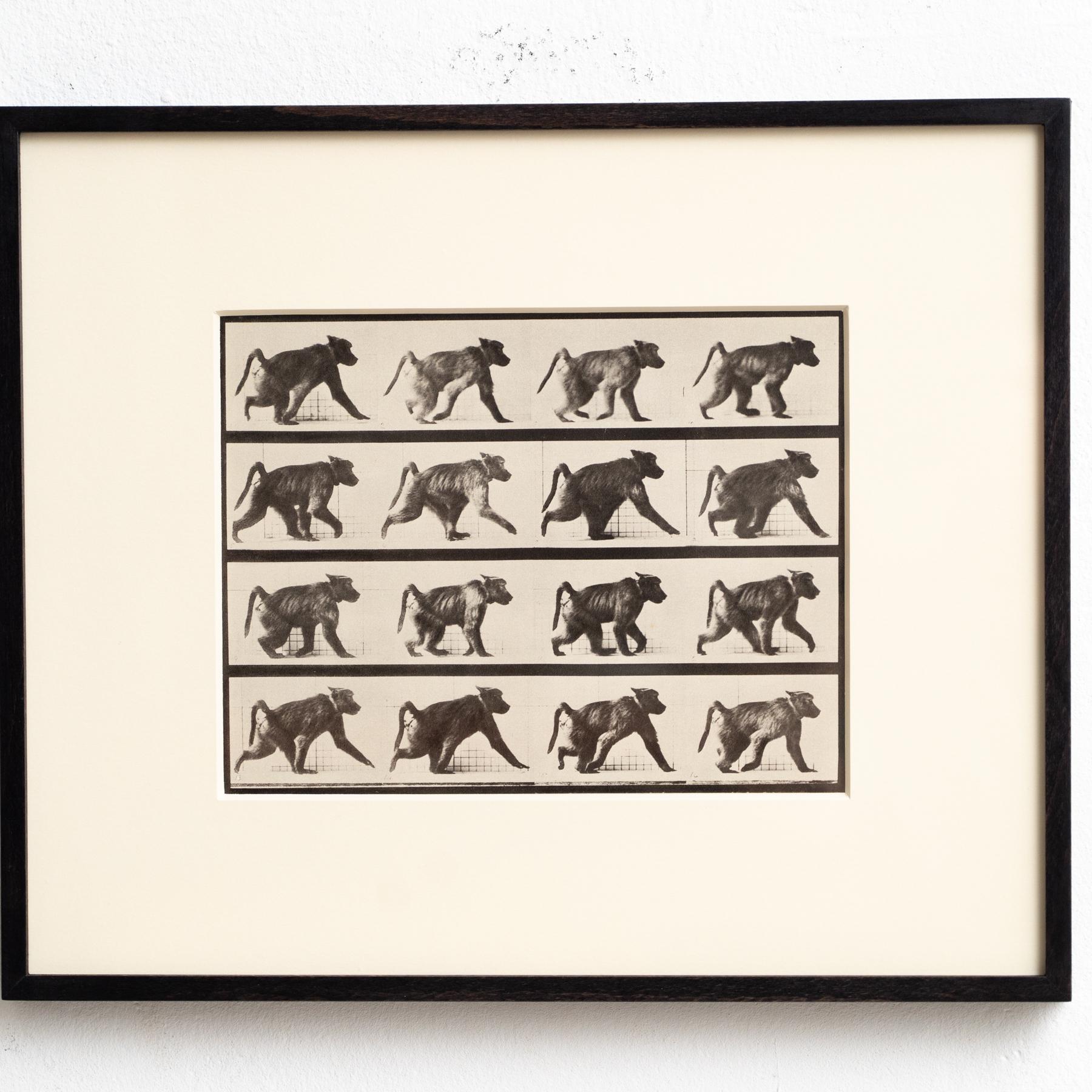 Fotografia in bianco e nero con cornice di Eadweard Muybridge - Studio di scimmia in movimento In condizioni buone in vendita a Barcelona, Barcelona