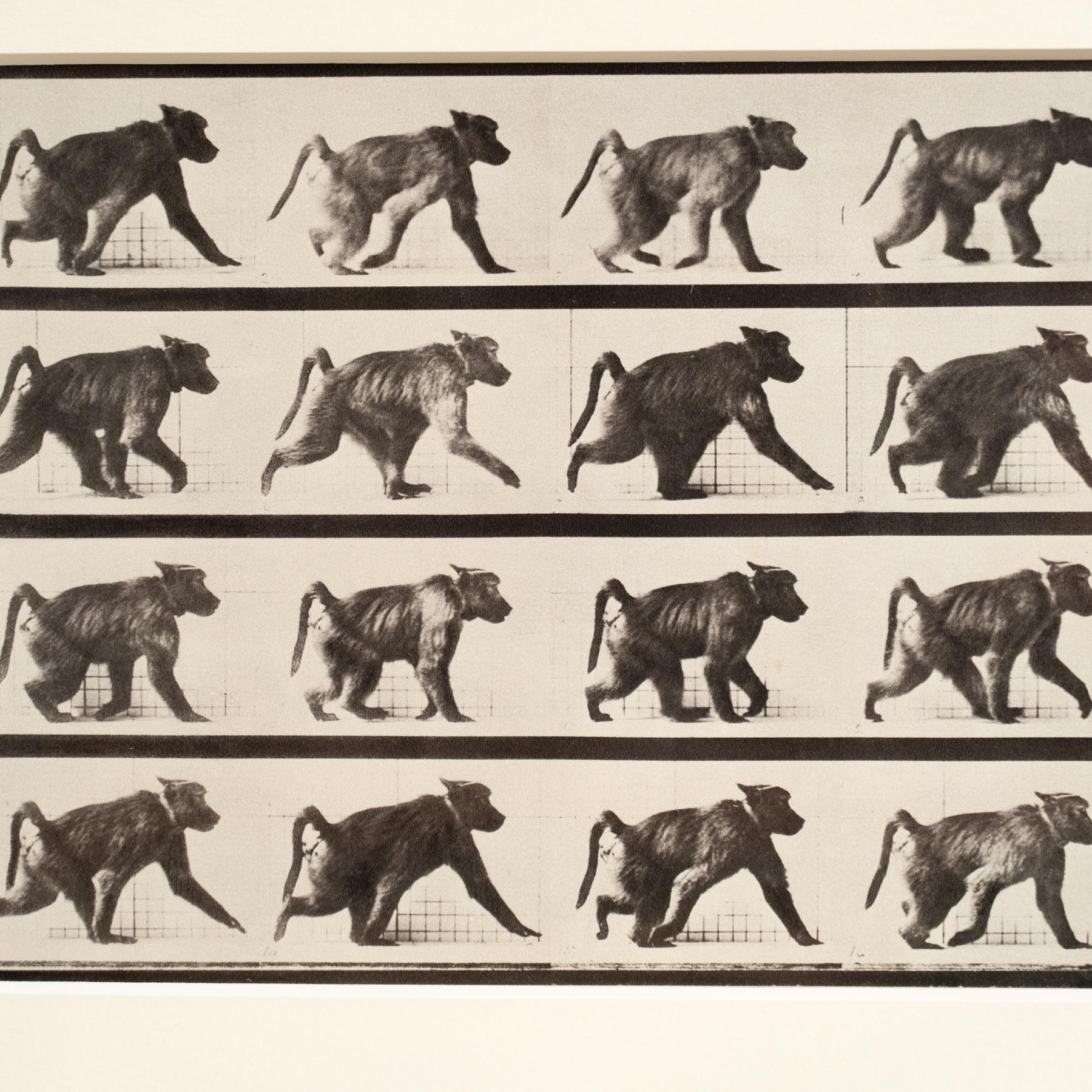 Fine XX secolo Fotografia in bianco e nero con cornice di Eadweard Muybridge - Studio di scimmia in movimento in vendita