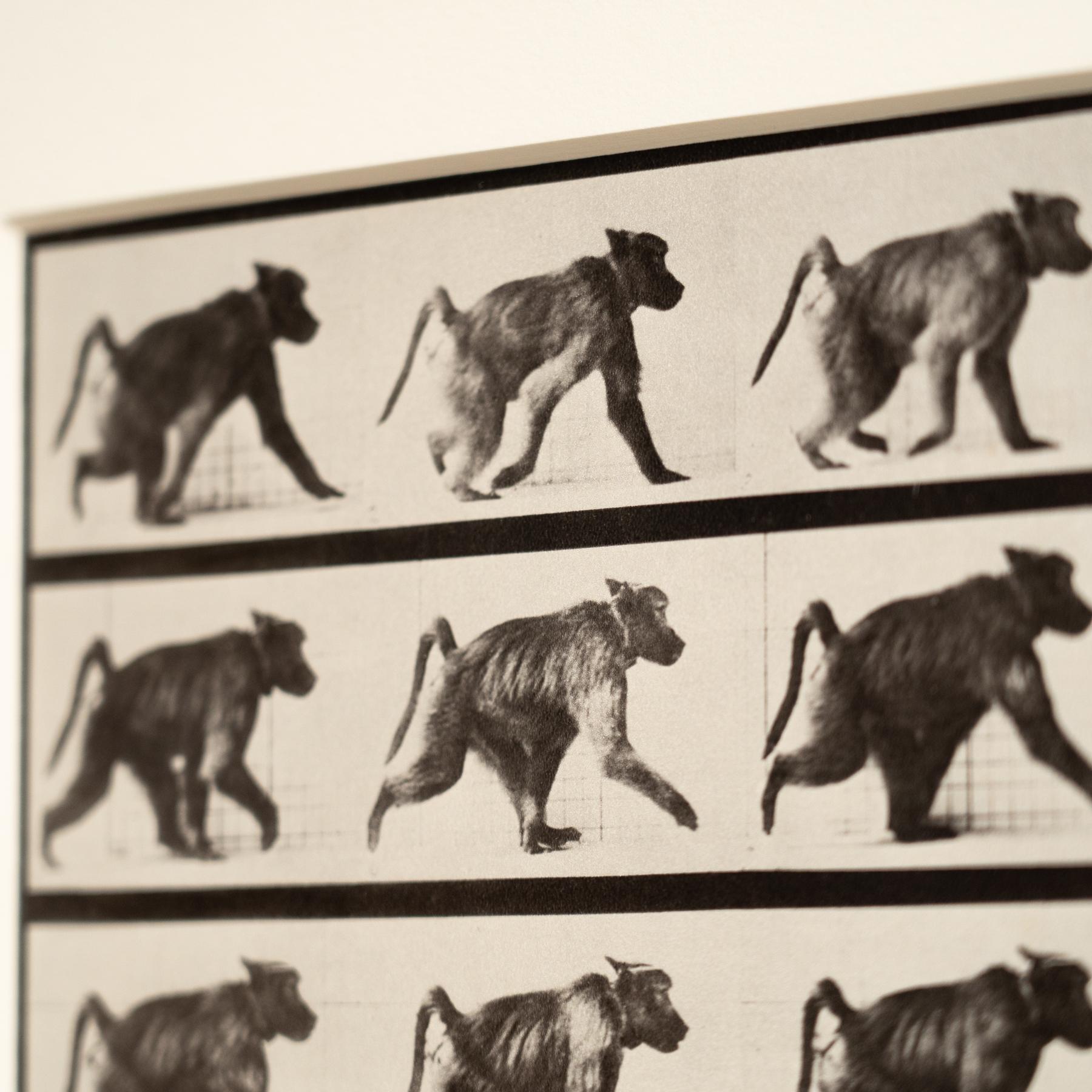 Carta Fotografia in bianco e nero con cornice di Eadweard Muybridge - Studio di scimmia in movimento in vendita