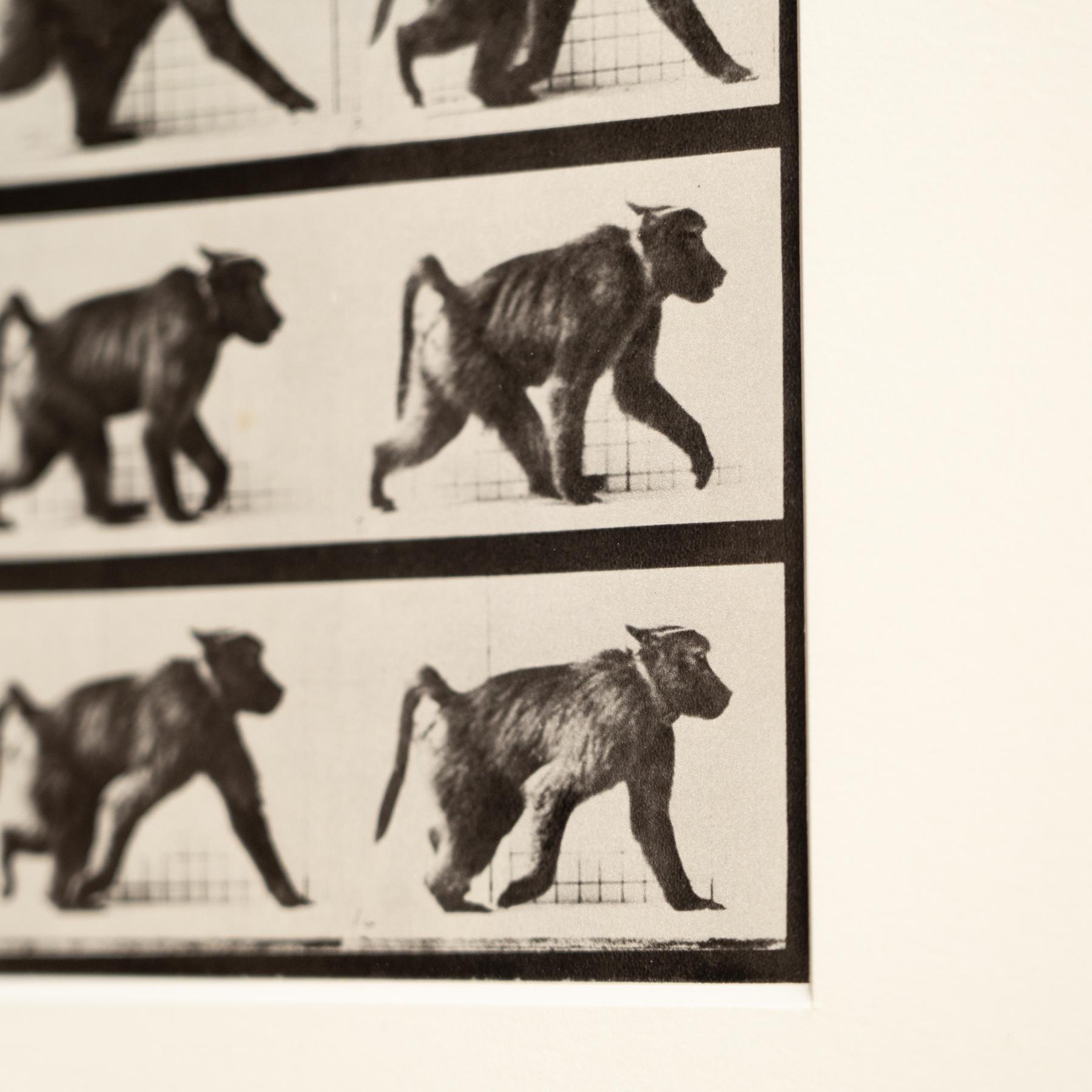 Fotografia in bianco e nero con cornice di Eadweard Muybridge - Studio di scimmia in movimento in vendita 1