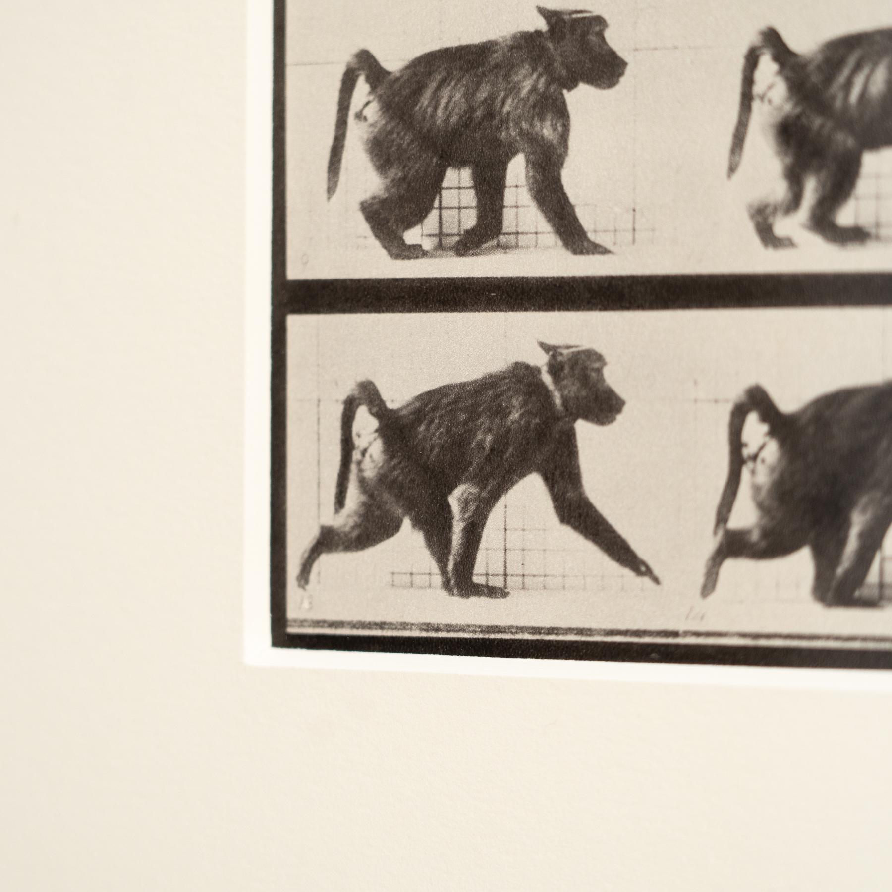Fotografia in bianco e nero con cornice di Eadweard Muybridge - Studio di scimmia in movimento in vendita 2