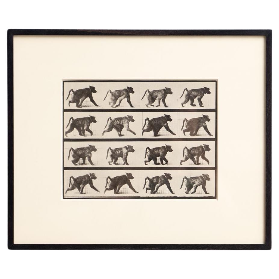 Eadweard Muybridge Gerahmte Schwarz-Weiß-Fotografie - Affe in Bewegung Studie