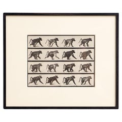 Eadweard Muybridge Gerahmte Schwarz-Weiß-Fotografie - Affe in Bewegung Studie