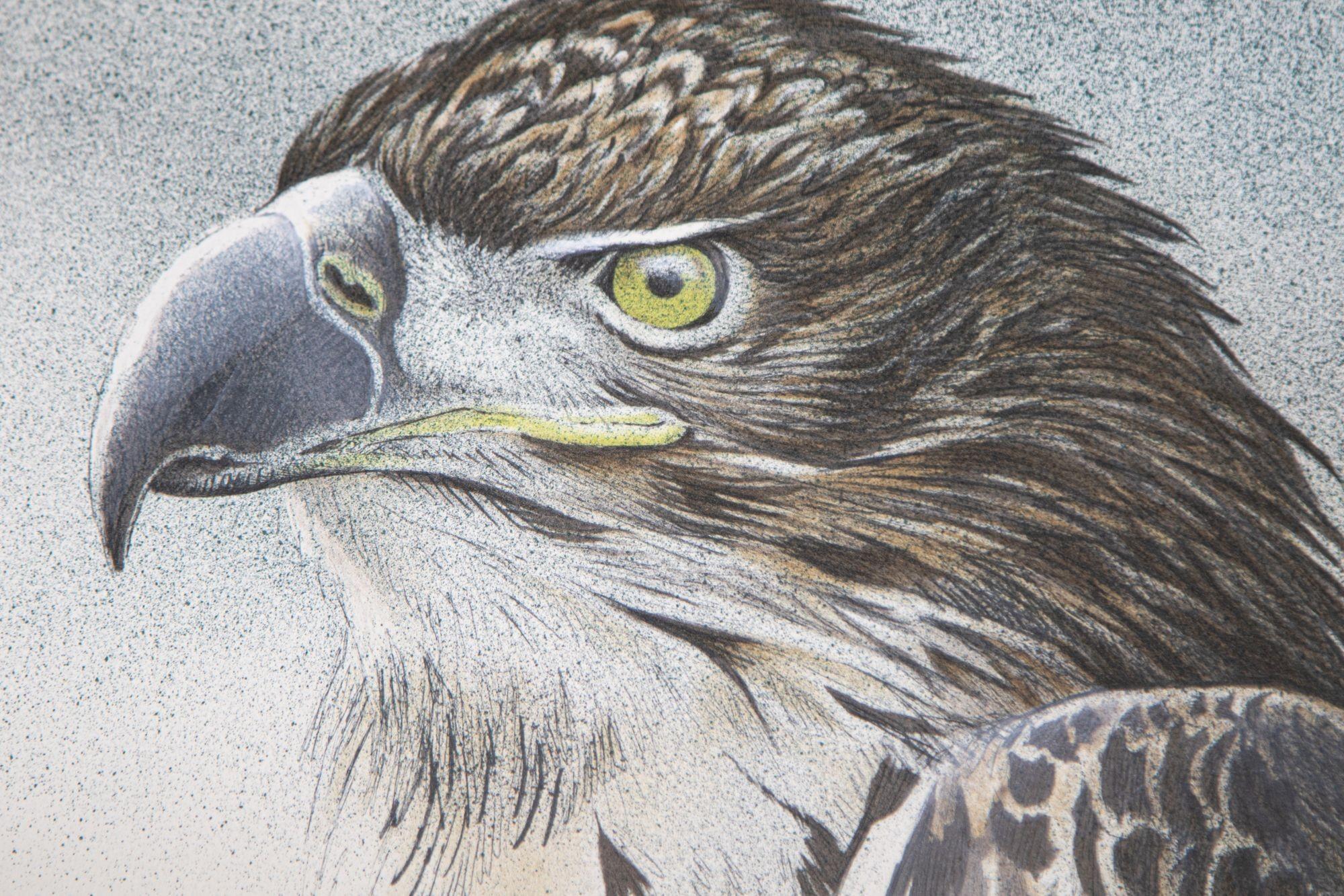 Expressionist Eagle Bust Signed Limited Edition Original Lithograph by Robert Bateman For Sale