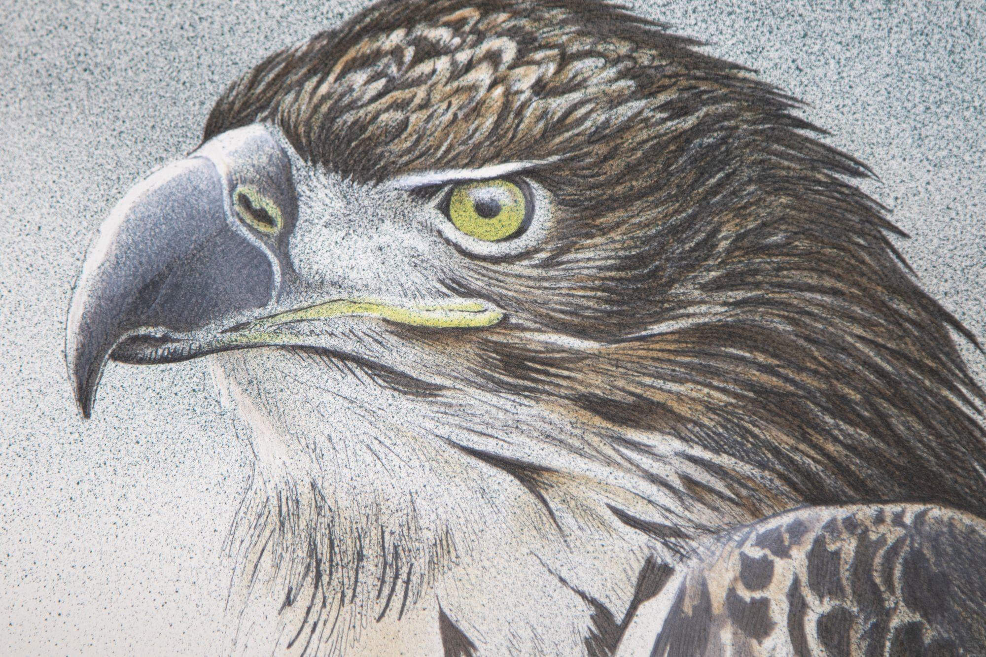 Carta Busto di aquila Litografia originale firmata in edizione limitata di Robert Bateman in vendita