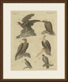 Eagles including the Bald Eagle, Antique Bertuch Print, circa 1805