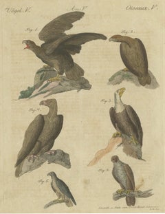 Eagles including the Bald Eagle, Antique Bertuch Print, circa 1805