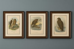 Eagles Prints – Antique Set of Three, Raptors & Ornithology Wall Art, 1894