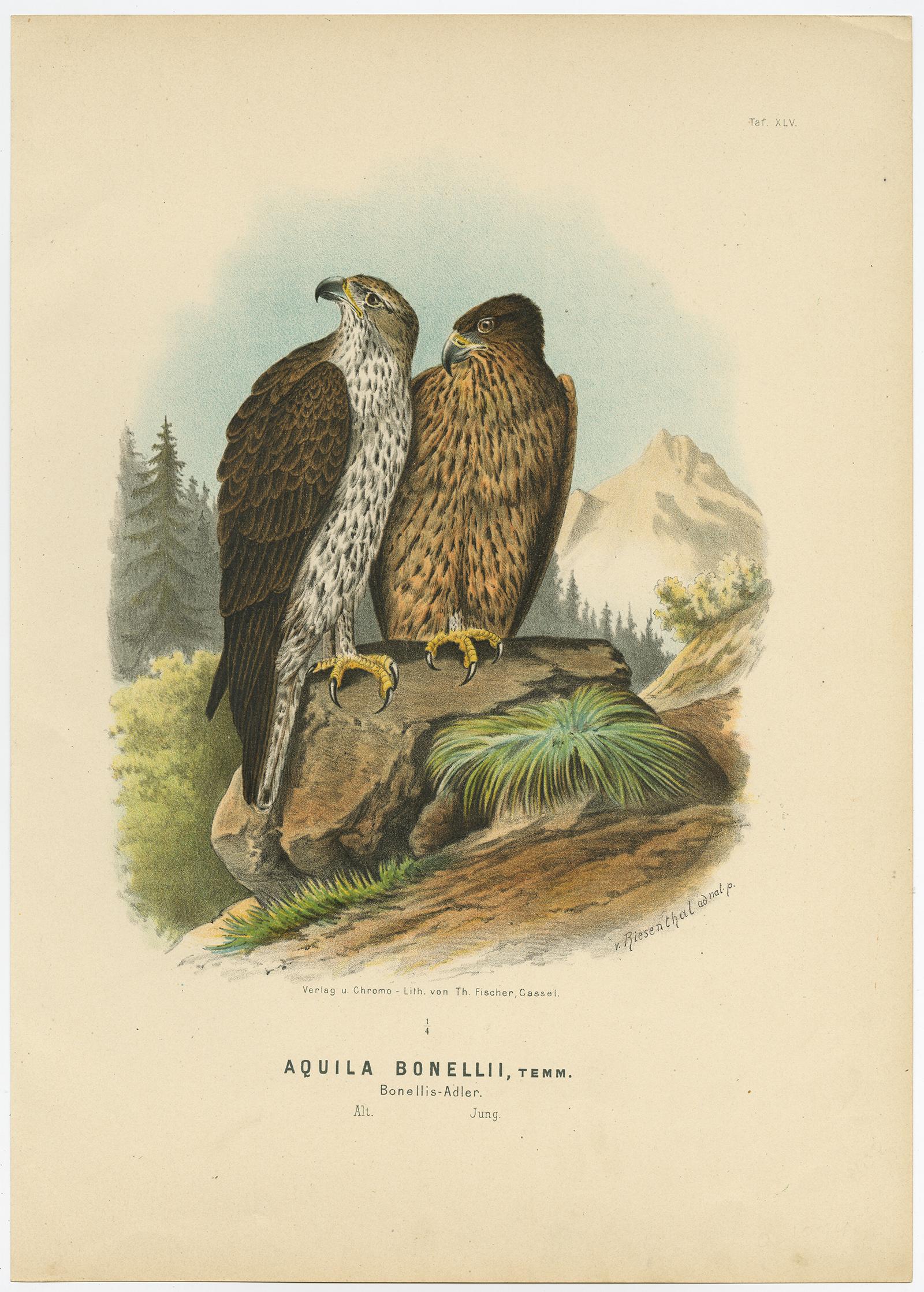 Adler Drucke - Antiker Satz von drei, Raptoren & Ornithologie Wandkunst, 1894 (Deutsch) im Angebot