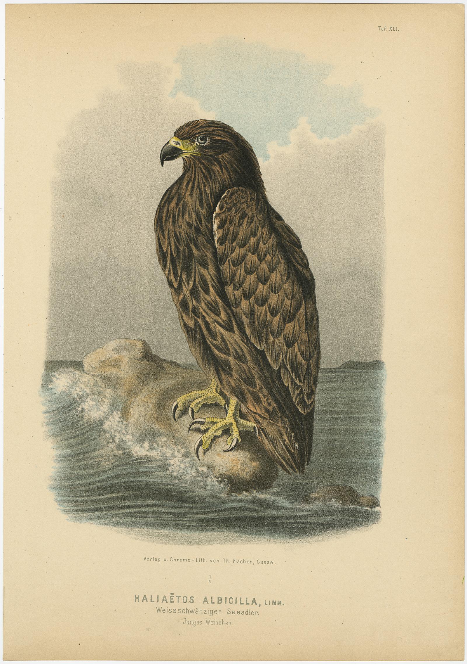 Adler Drucke - Antiker Satz von drei, Raptoren & Ornithologie Wandkunst, 1894 (19. Jahrhundert) im Angebot