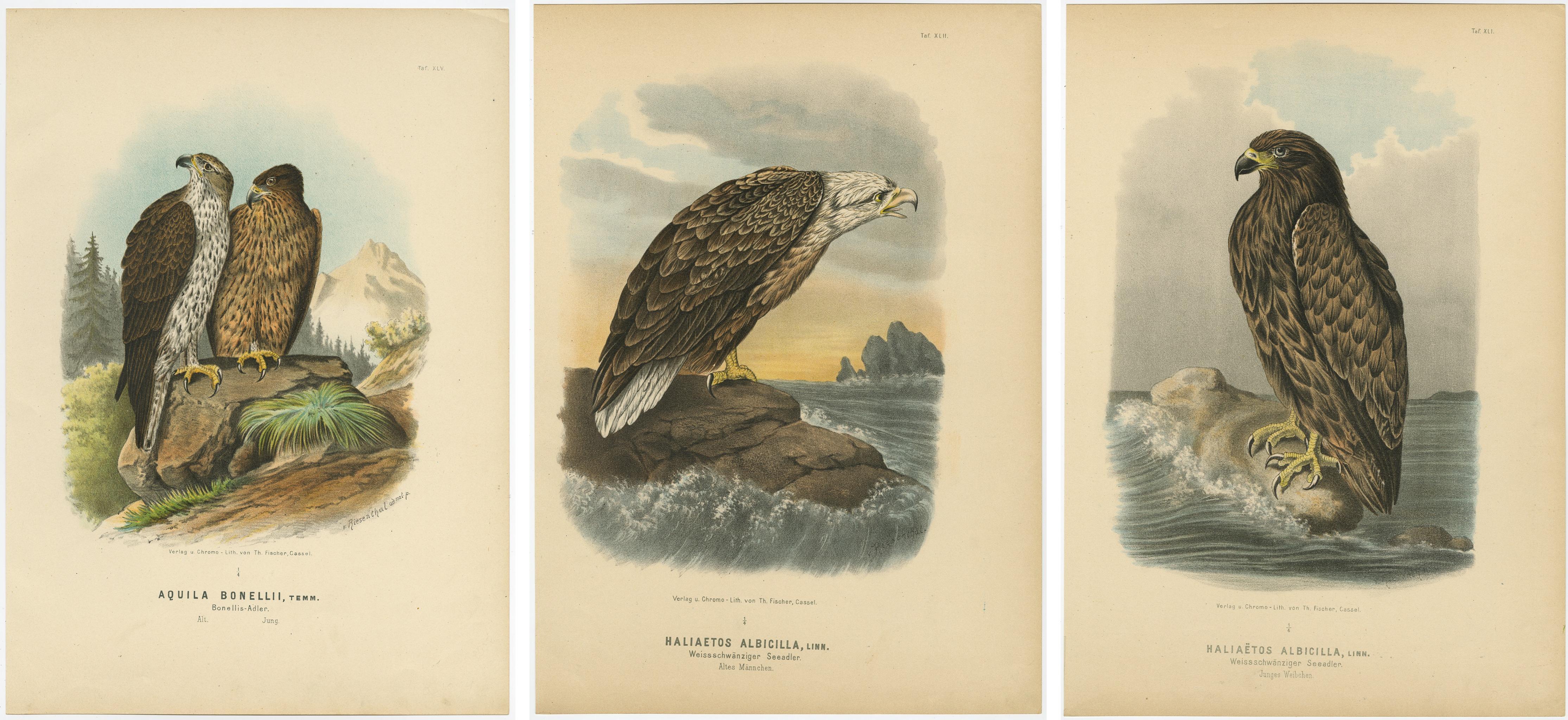 Adler Drucke - Antiker Satz von drei, Raptoren & Ornithologie Wandkunst, 1894 (Papier) im Angebot