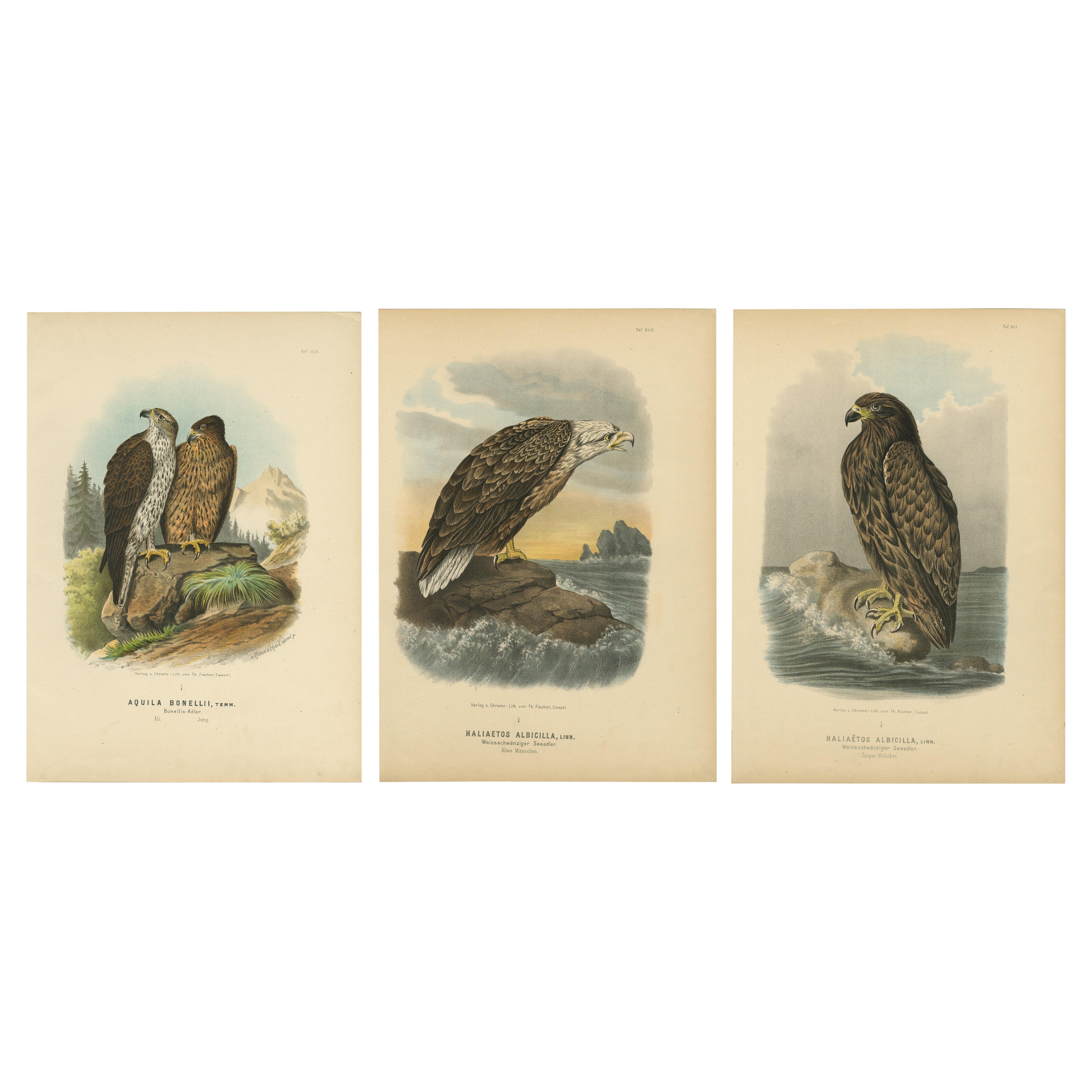 Adler Drucke - Antiker Satz von drei, Raptoren & Ornithologie Wandkunst, 1894