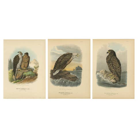Eagles Prints – Antique Set of Three, Raptors & Ornithology Wall Art, 1894