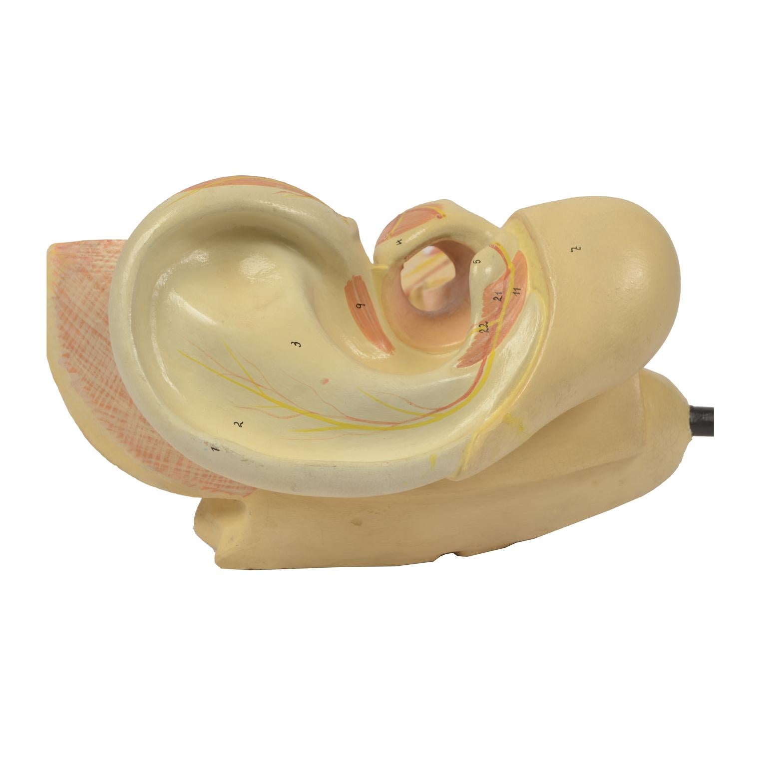 Late 19th Century Educational Human Anatomical Ear  Model German manufacture For Sale 6
