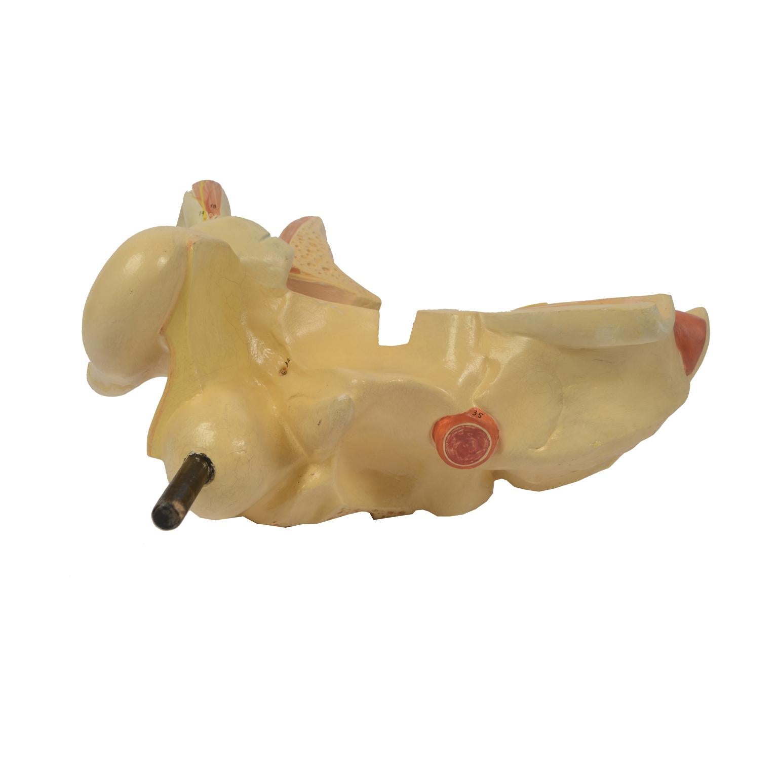 Late 19th Century Educational Human Anatomical Ear  Model German manufacture For Sale 7