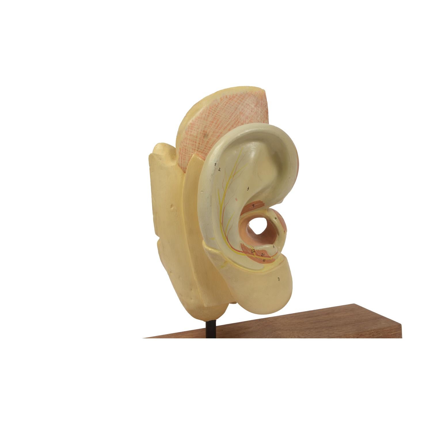 ear model labeled