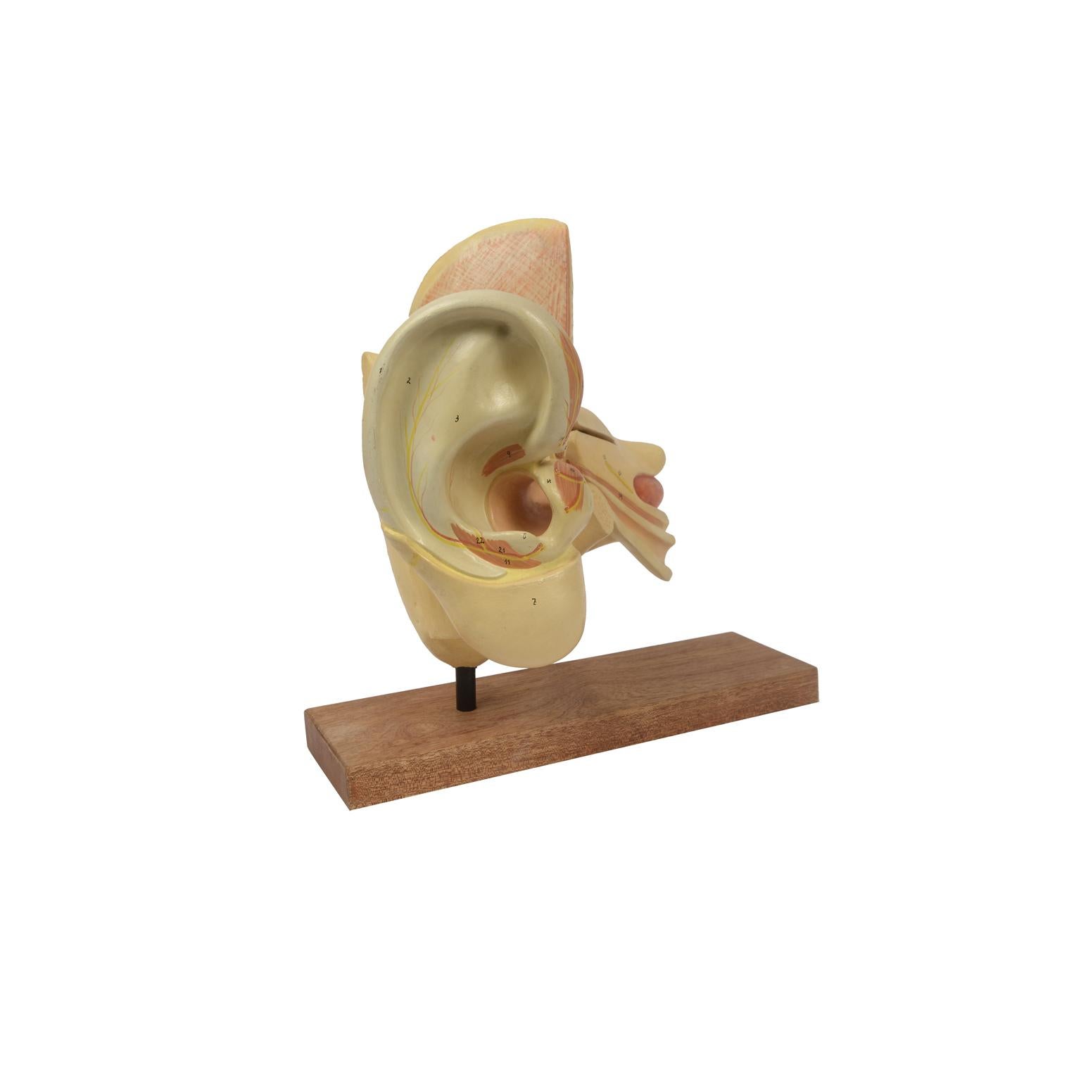 inner ear model labeled