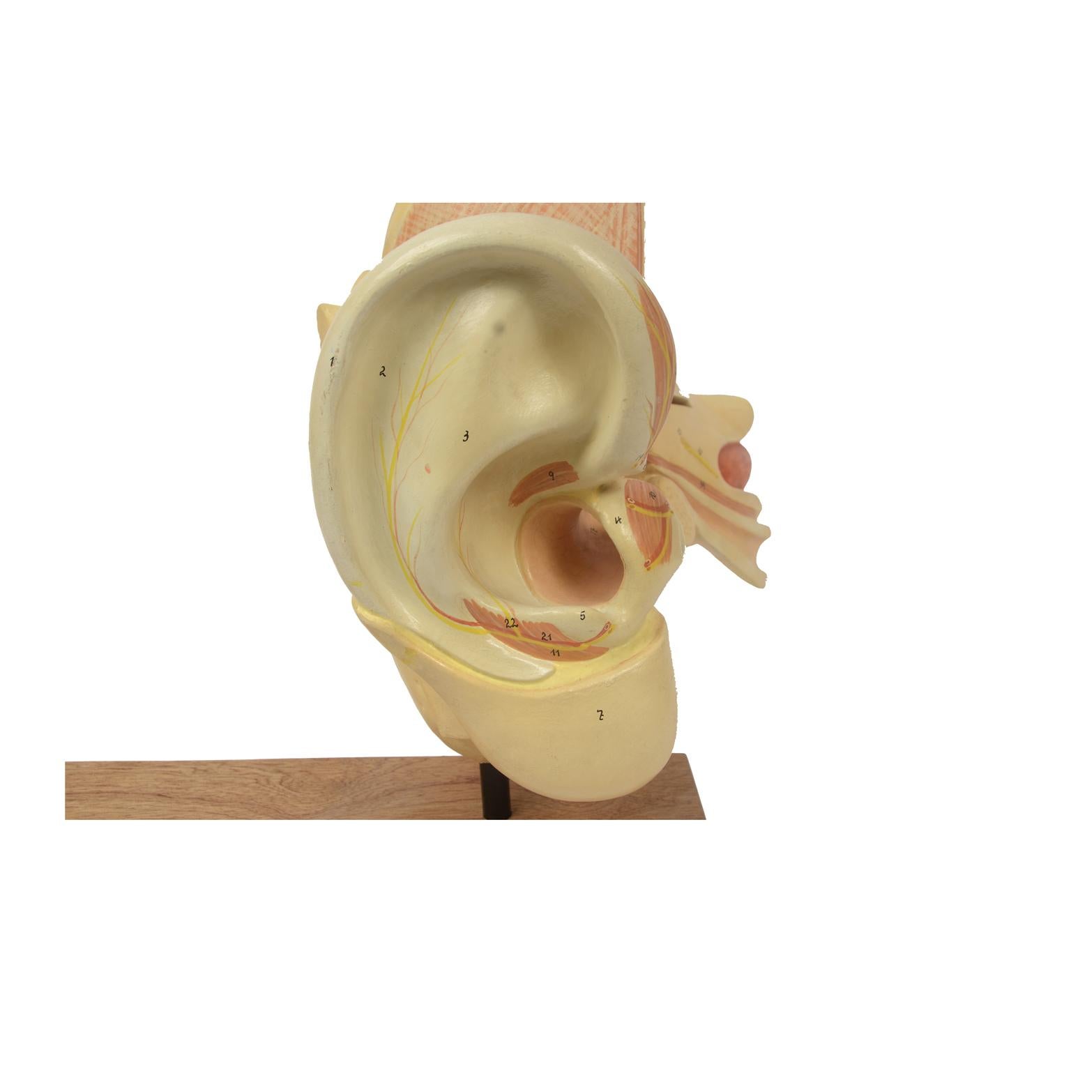 Plaster Late 19th Century Educational Human Anatomical Ear  Model German manufacture  For Sale