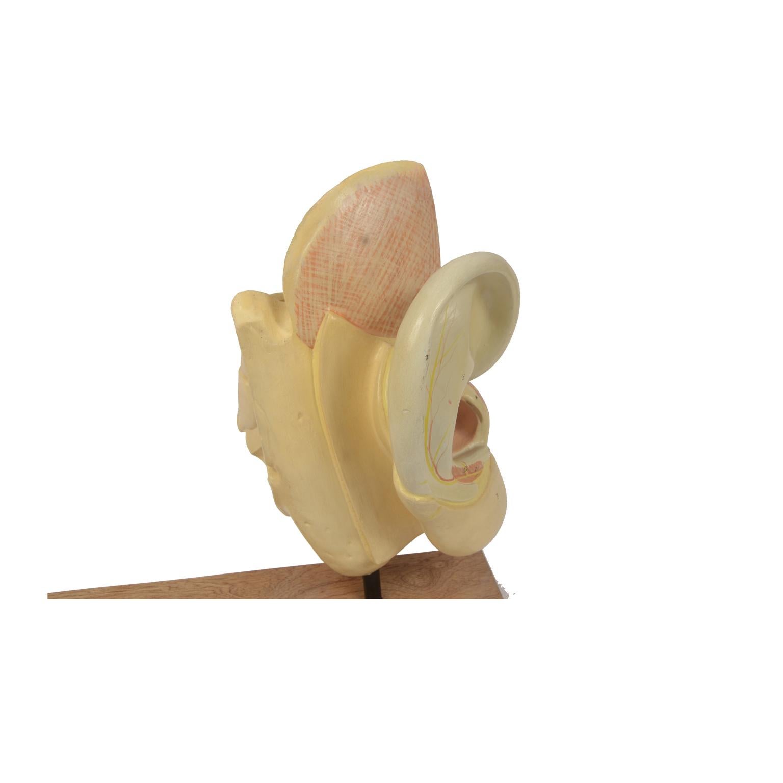 Late 19th Century Educational Human Anatomical Ear  Model German manufacture For Sale 1