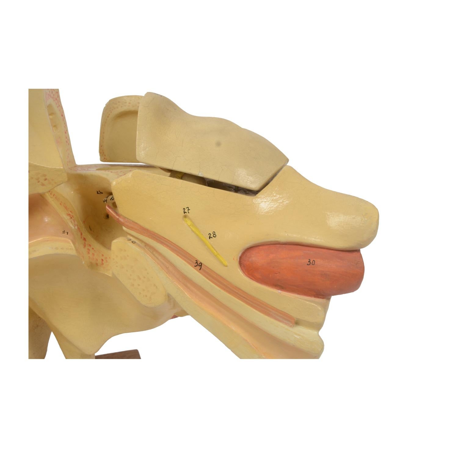 Educational Human Anatomical Ohr des späten 19. Jahrhunderts  Deutsche Herstellung in Deutschland  im Angebot 5