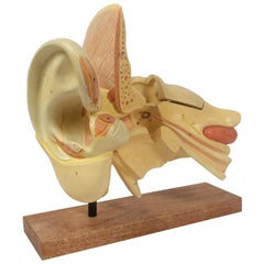 Antique Late 19th Century Educational Human Anatomical Ear  Model German manufacture 