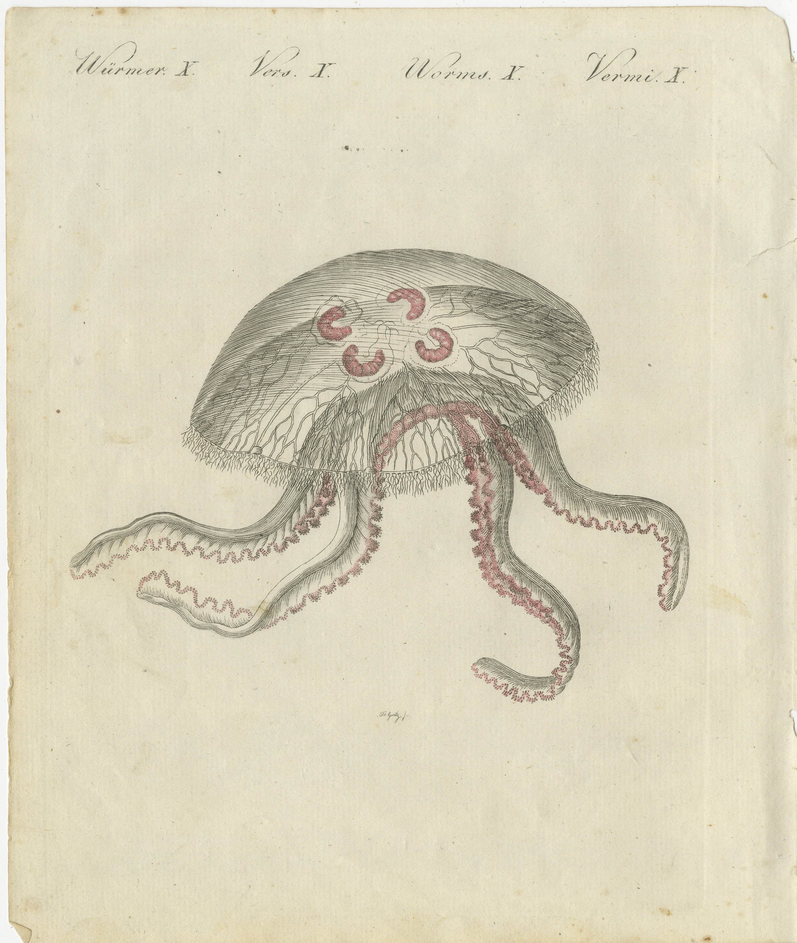 ### Descrizione
Questa incisione splendidamente dettagliata della medusa dalle orecchie (*Aurelia aurita*) è una rappresentazione accattivante tratta dal famoso *Bilderbuch für Kinder* (Libro illustrato per bambini) di Friedrich Johann Bertuch,