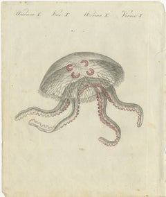 Eared Jellyfish: Detailed Engraving from Bertuch's Children's Encyclopedia, 1805