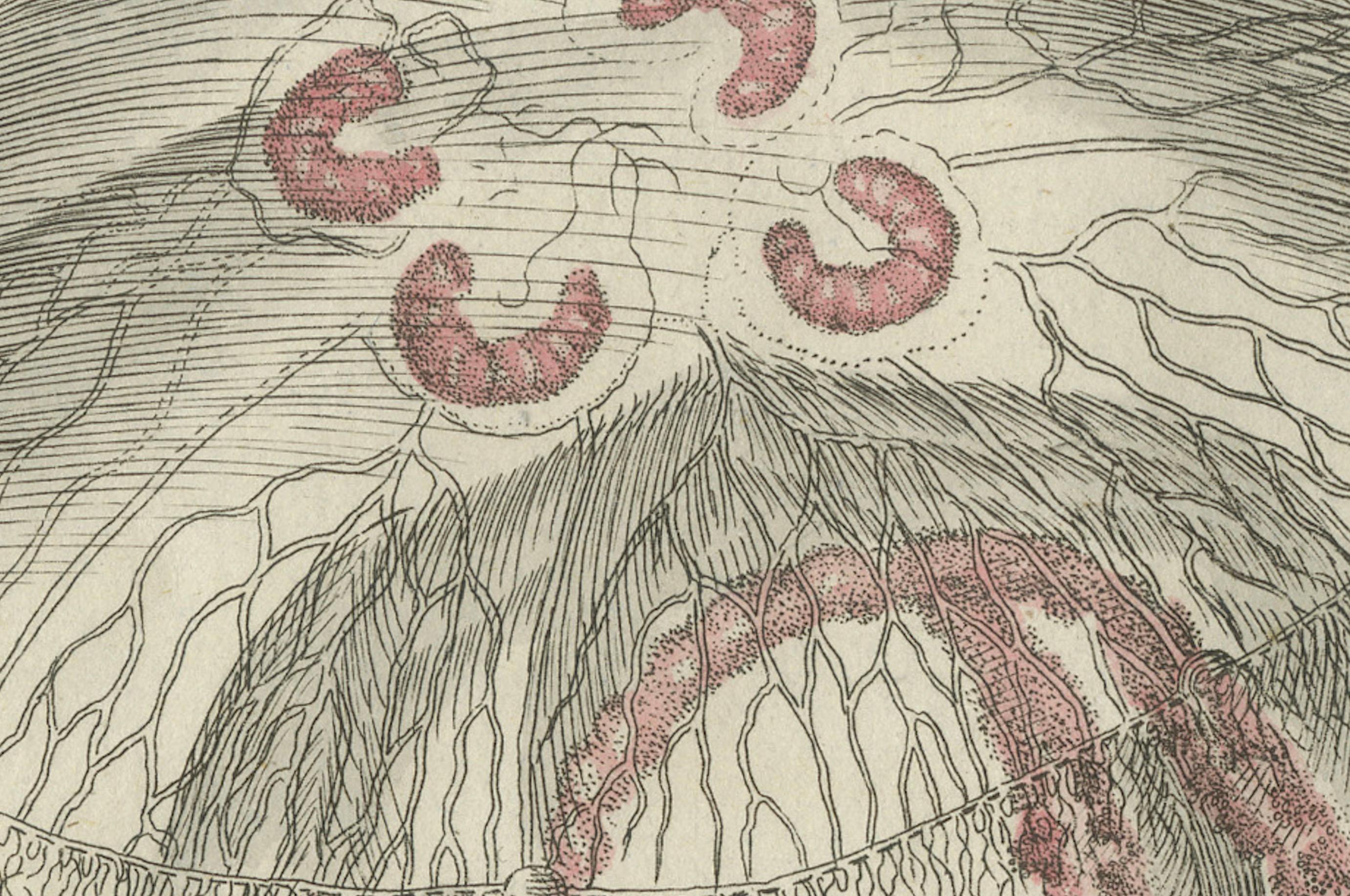Inciso Medusa dalle orecchie: Incisione dettagliata dall'Enciclopedia per bambini di Bertuch, 1805 in vendita