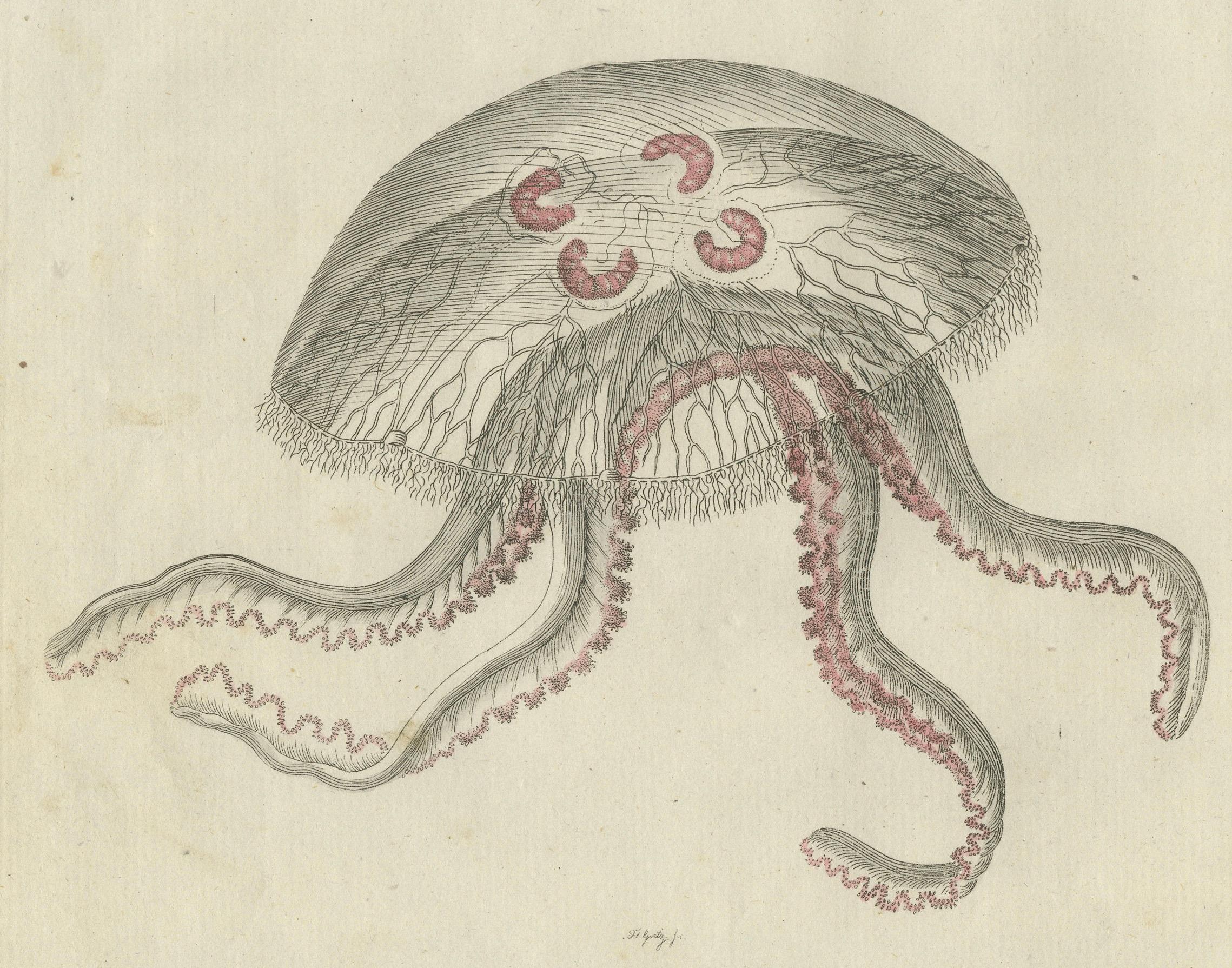 Medusa dalle orecchie: Incisione dettagliata dall'Enciclopedia per bambini di Bertuch, 1805 In condizioni buone in vendita a Langweer, NL