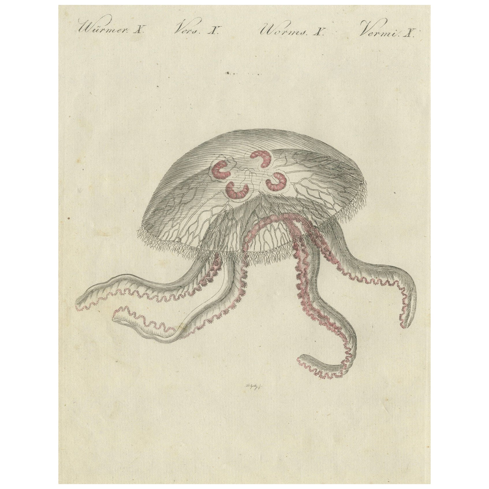 Eared Jellyfish: Detailed Engraving from Bertuch's Children's Encyclopedia, 1805
