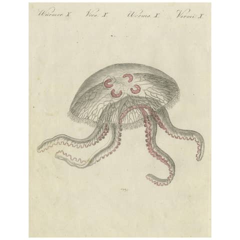 Eared Jellyfish: Detailed Engraving from Bertuch's Children's Encyclopedia, 1805