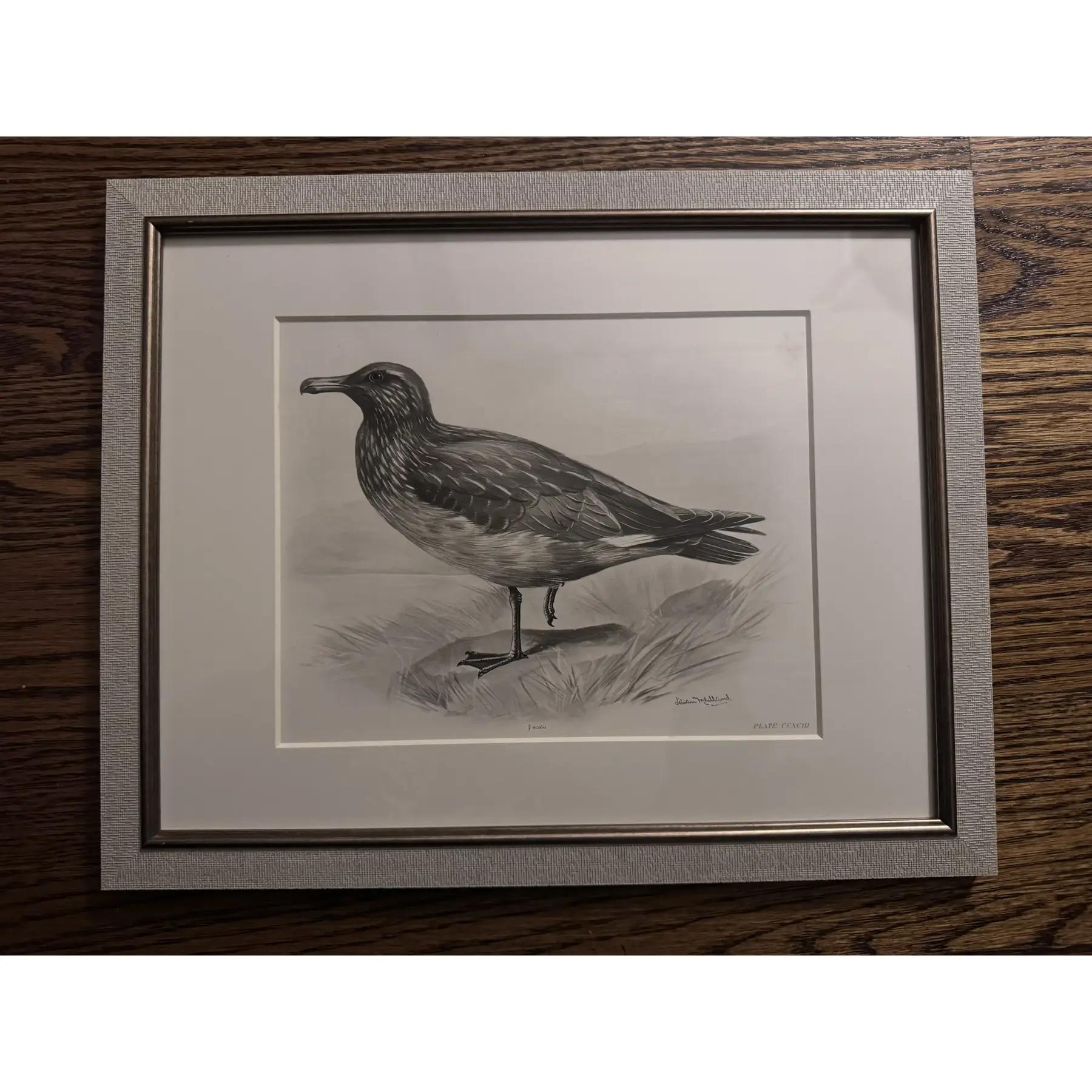 Gravures à l'eau-forte d'oiseaux du début des années 1900 par Lilian Marguerite Medland (1880-1955) - Ensemble de 8 gravures Bon état - En vente à Cookeville, TN