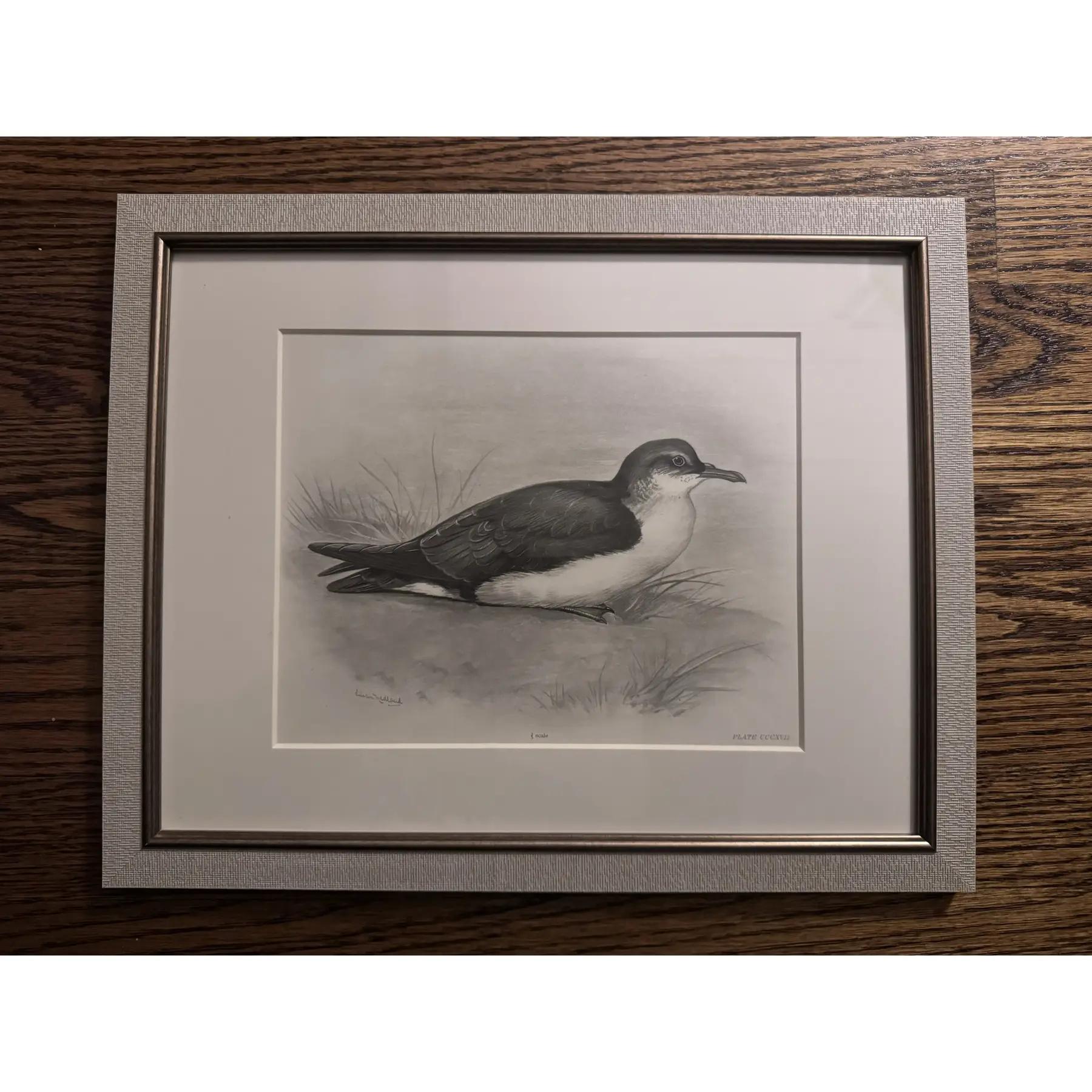 Bois Gravures à l'eau-forte d'oiseaux du début des années 1900 par Lilian Marguerite Medland (1880-1955) - Ensemble de 8 gravures en vente