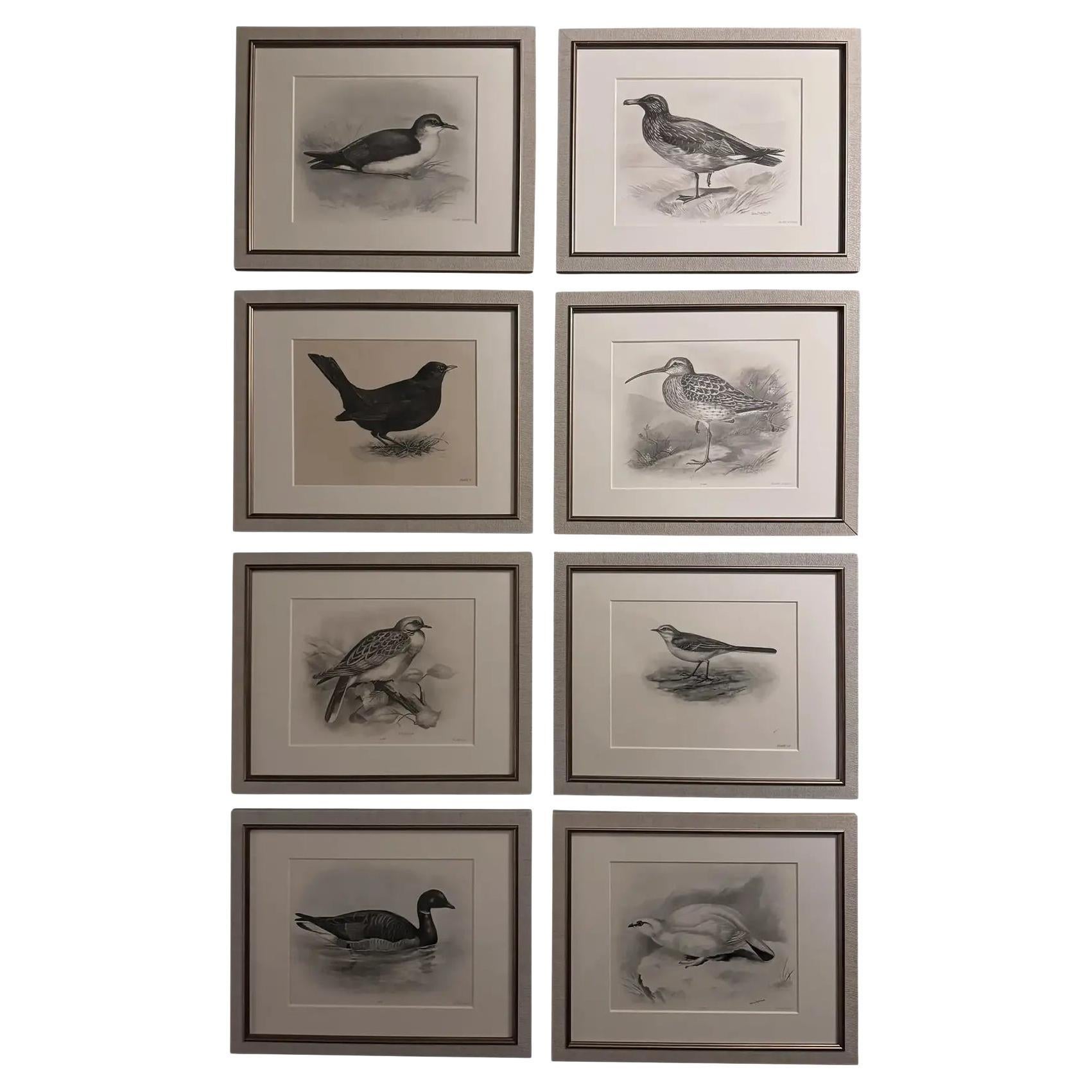 Vogel-Radierungen von Lilian Marguerite Medland (1880-1955) aus den frühen 1900er Jahren - Satz von 8