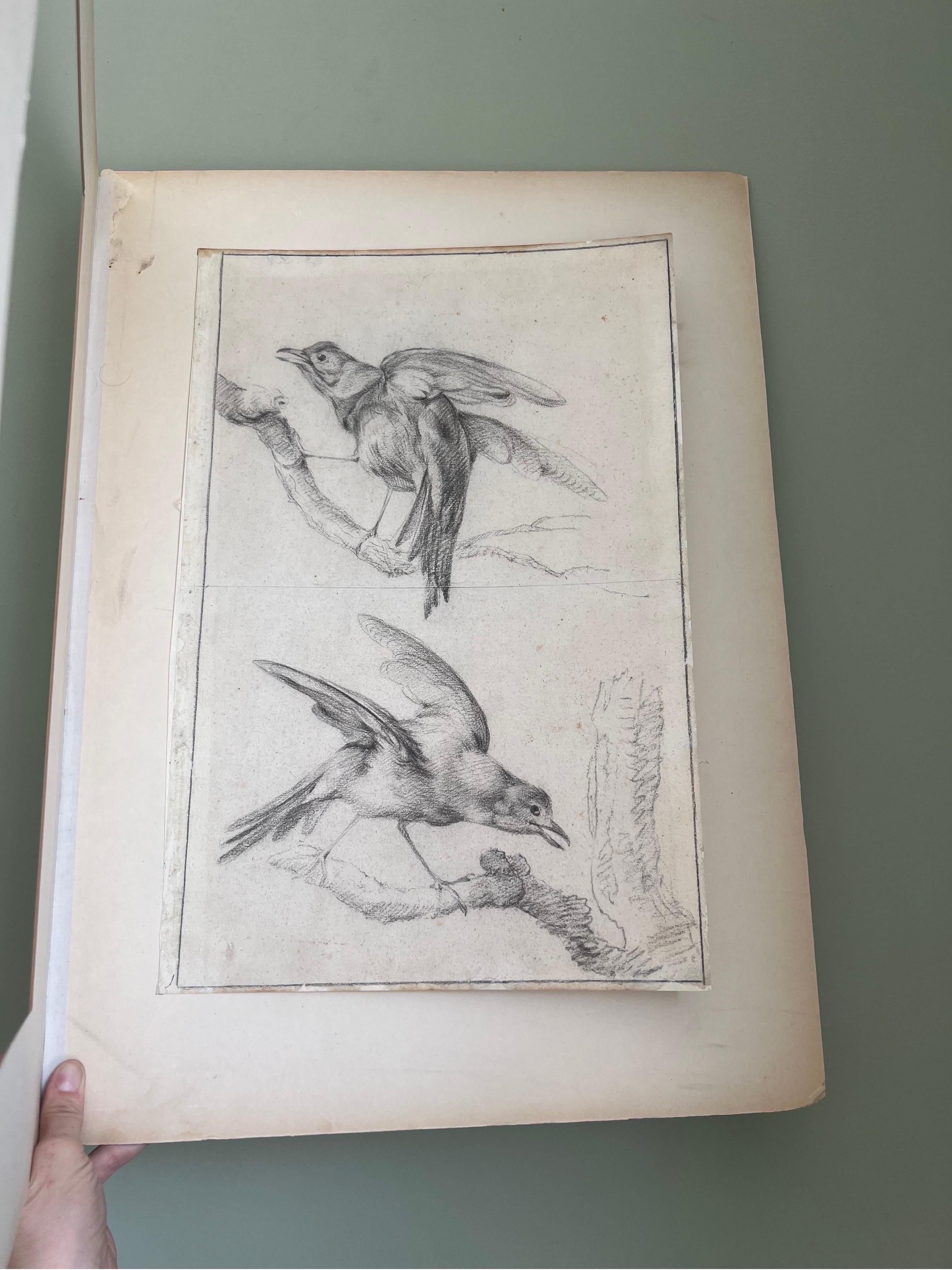 Early 1900s Original Hand Sketched Birds  In Good Condition In Brooklyn, NY