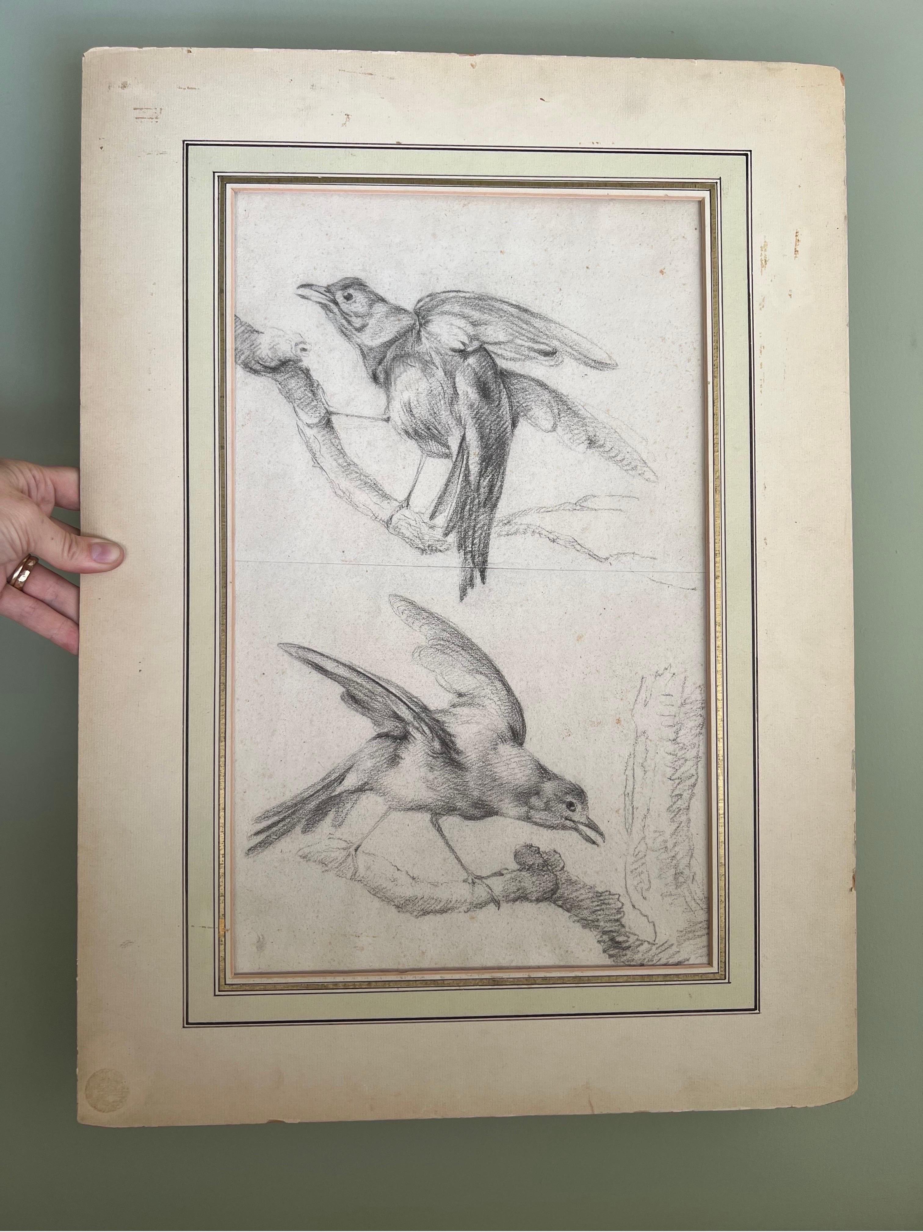 Early 1900s Original Hand Sketched Birds  2