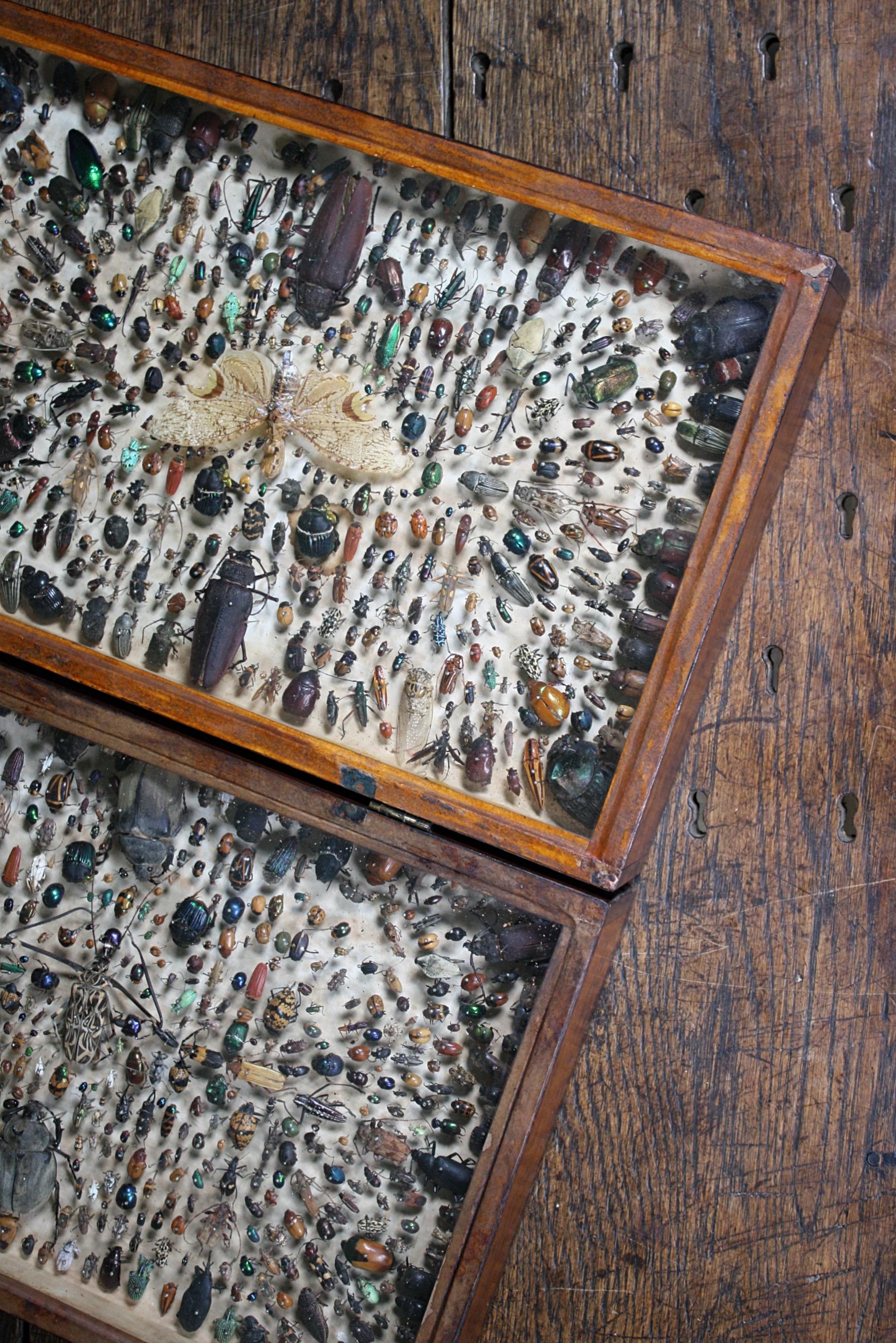 Cased Entomological Taxidermy Specimens C J Astley, Pernambuco 3